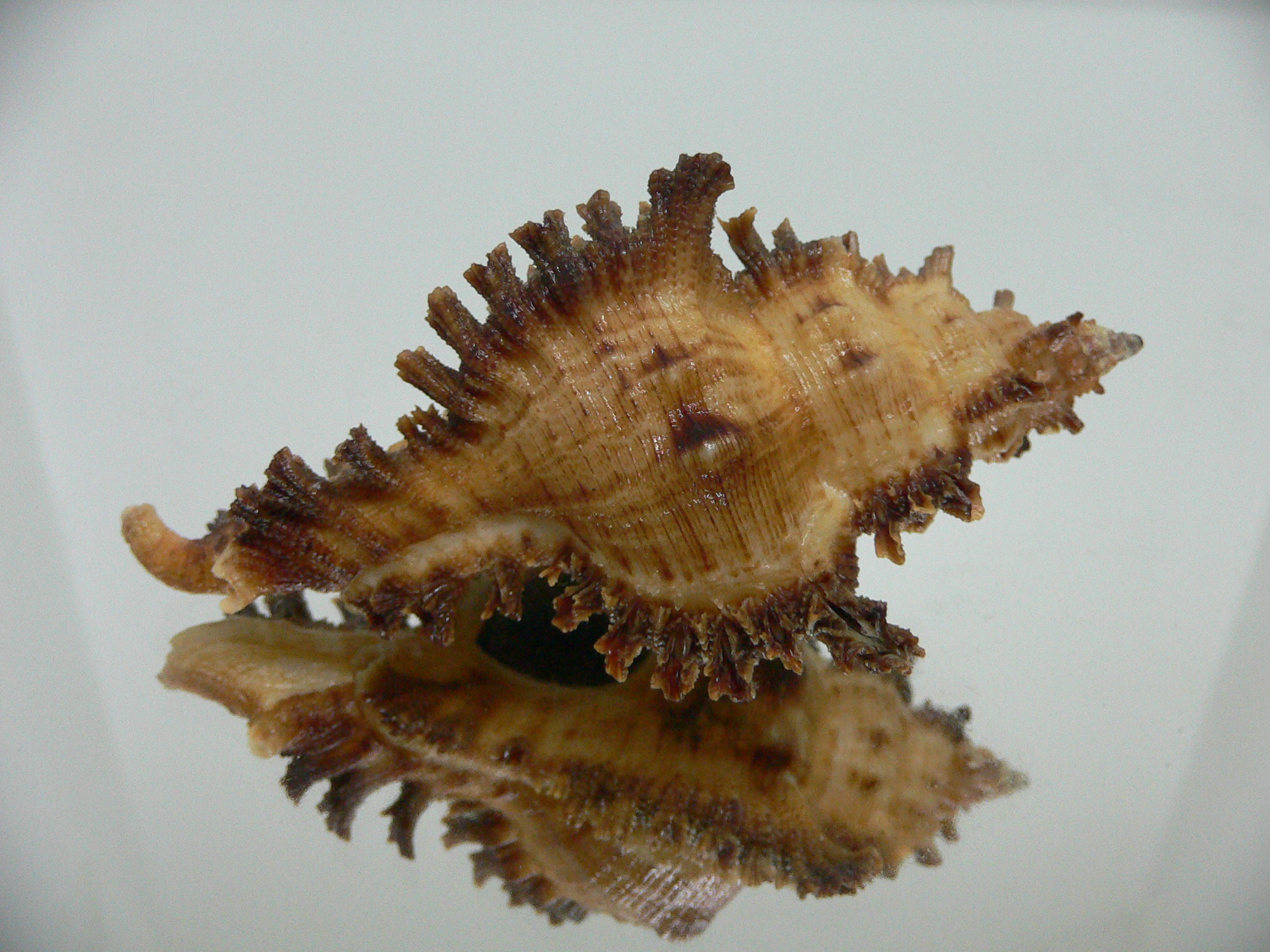 Chicoreus bourguignati BIG