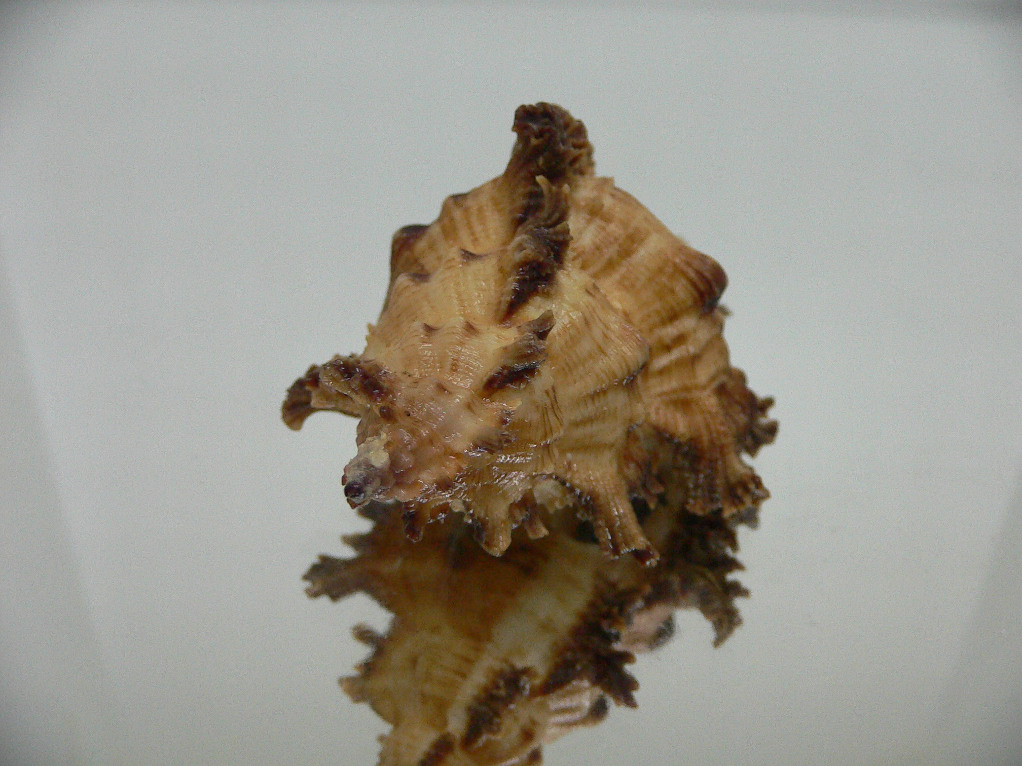 Chicoreus bourguignati BIG