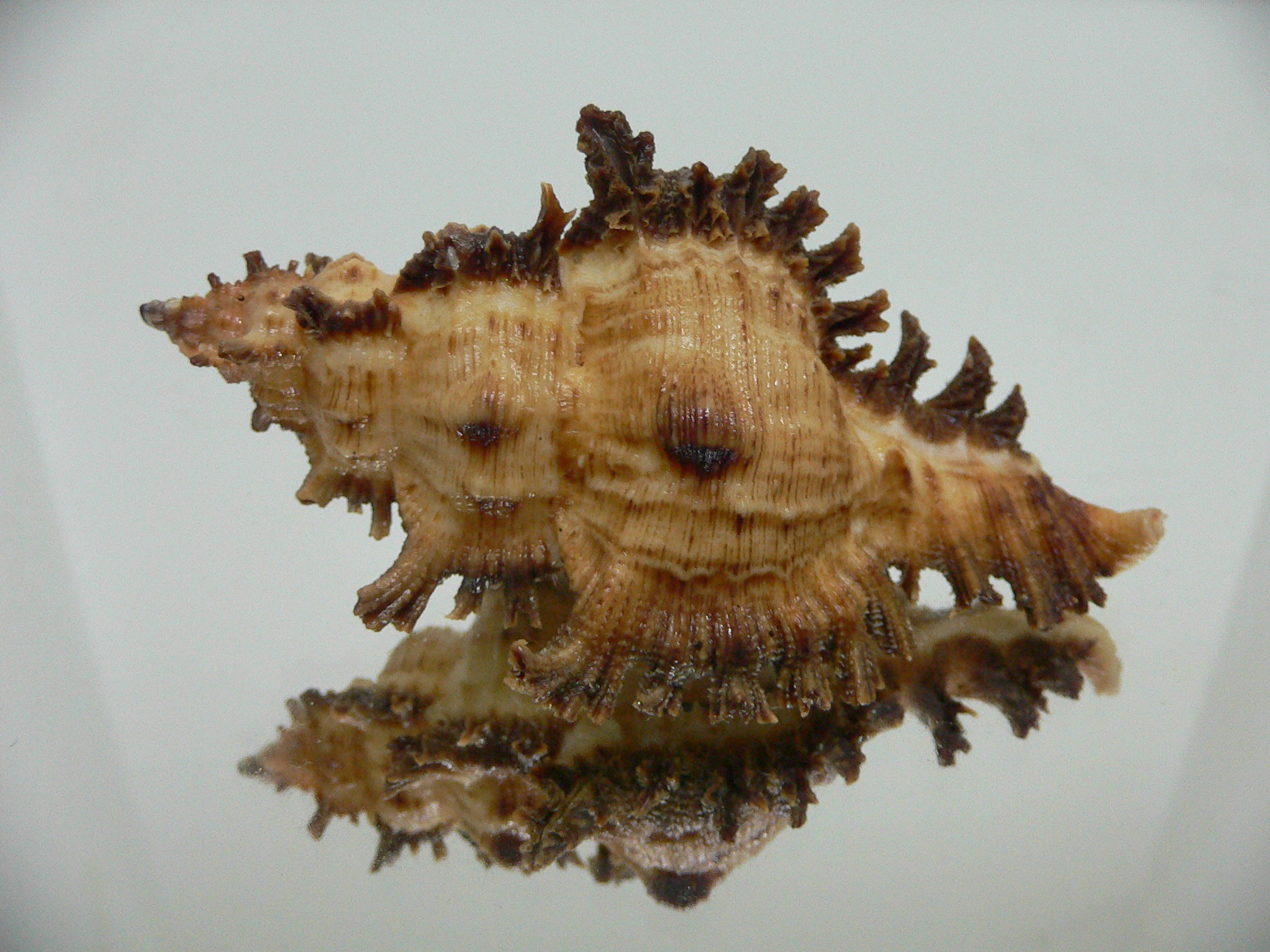 Chicoreus bourguignati BIG