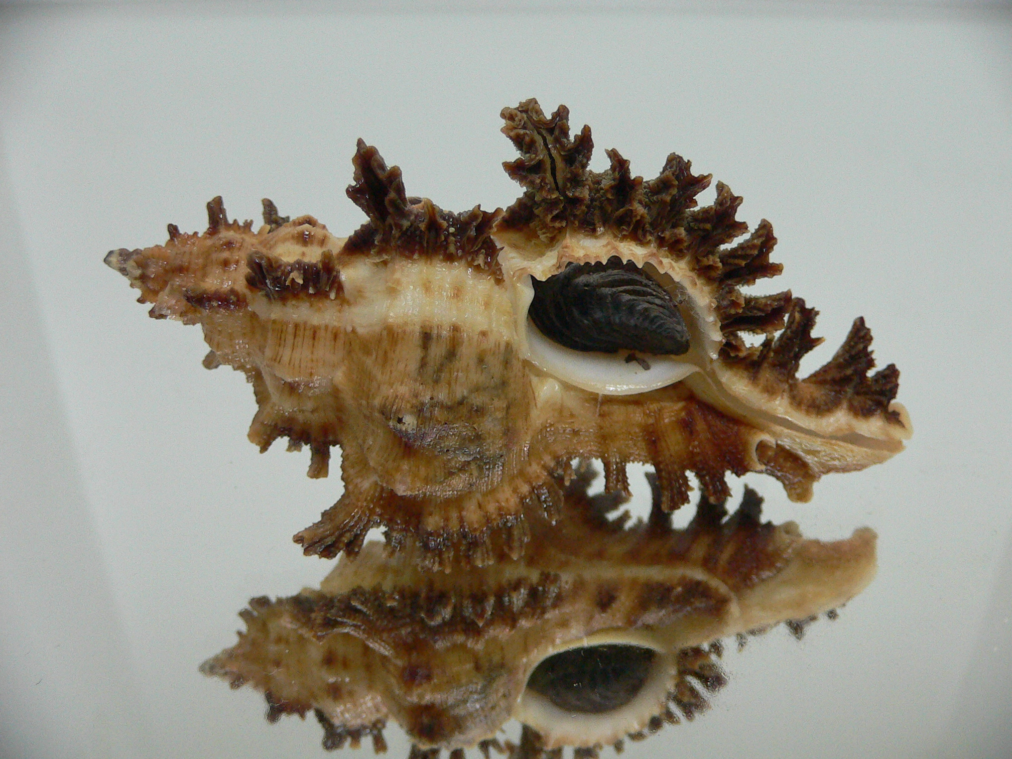 Chicoreus bourguignati BIG