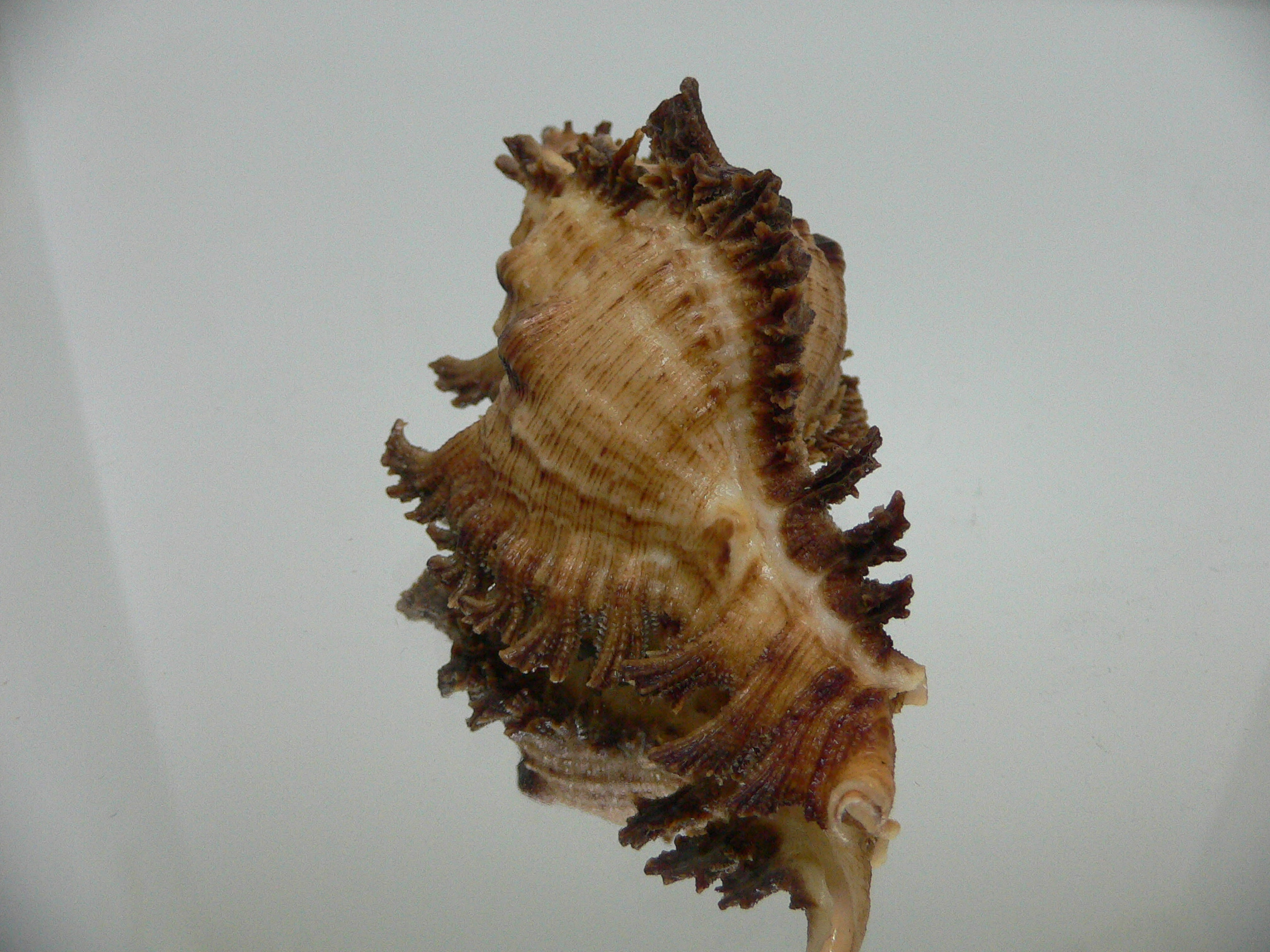 Chicoreus bourguignati BIG