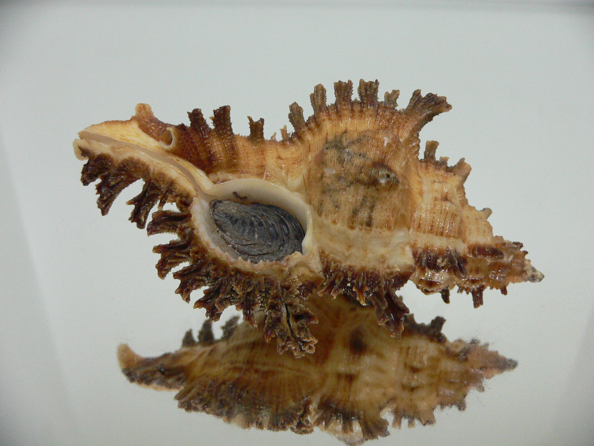 Chicoreus bourguignati BIG