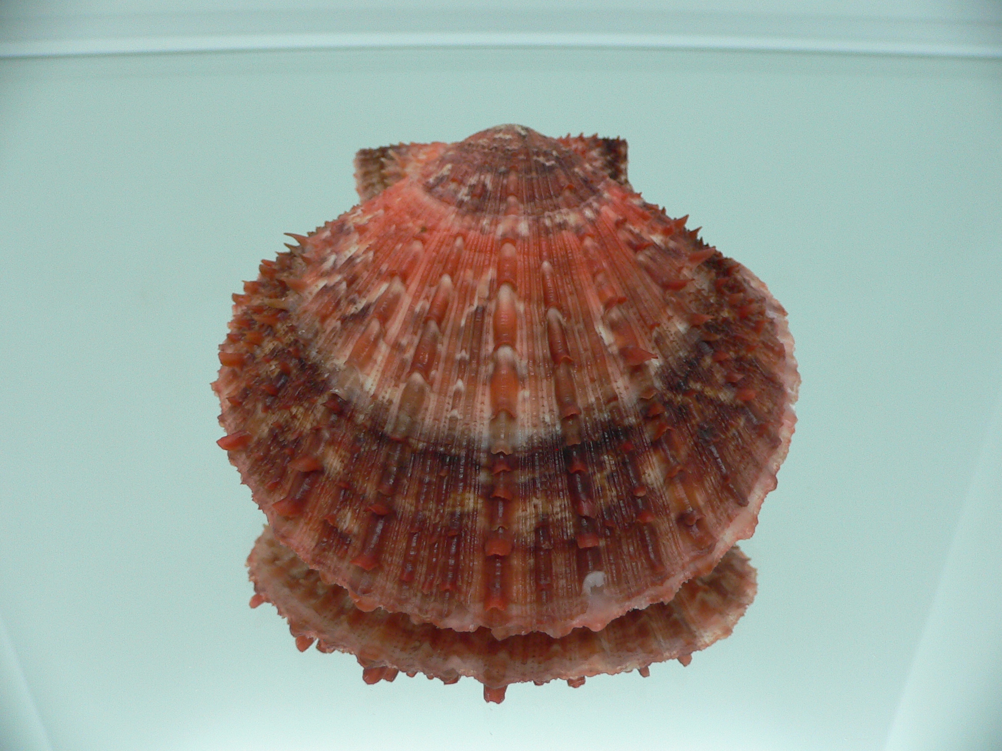 Scaeochlamys farreri DARK COLORS