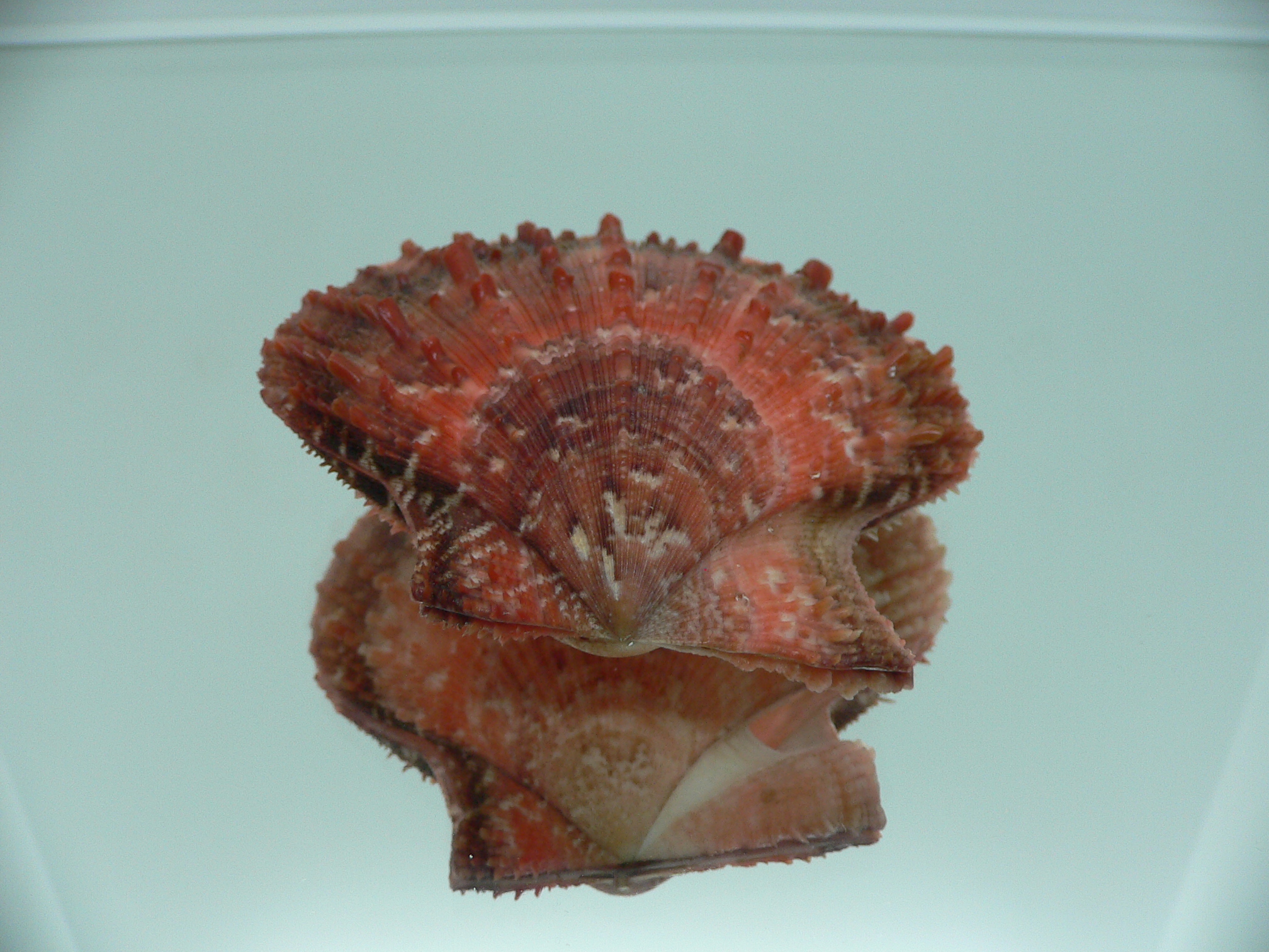 Scaeochlamys farreri DARK COLORS