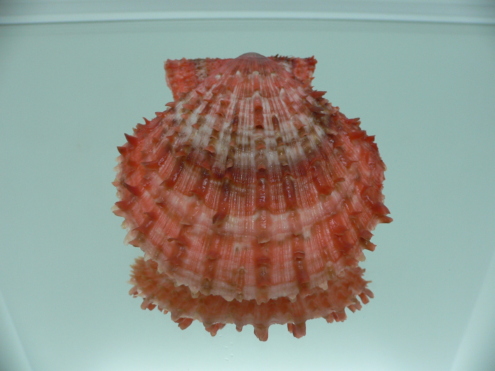 Scaeochlamys farreri DARK COLORS