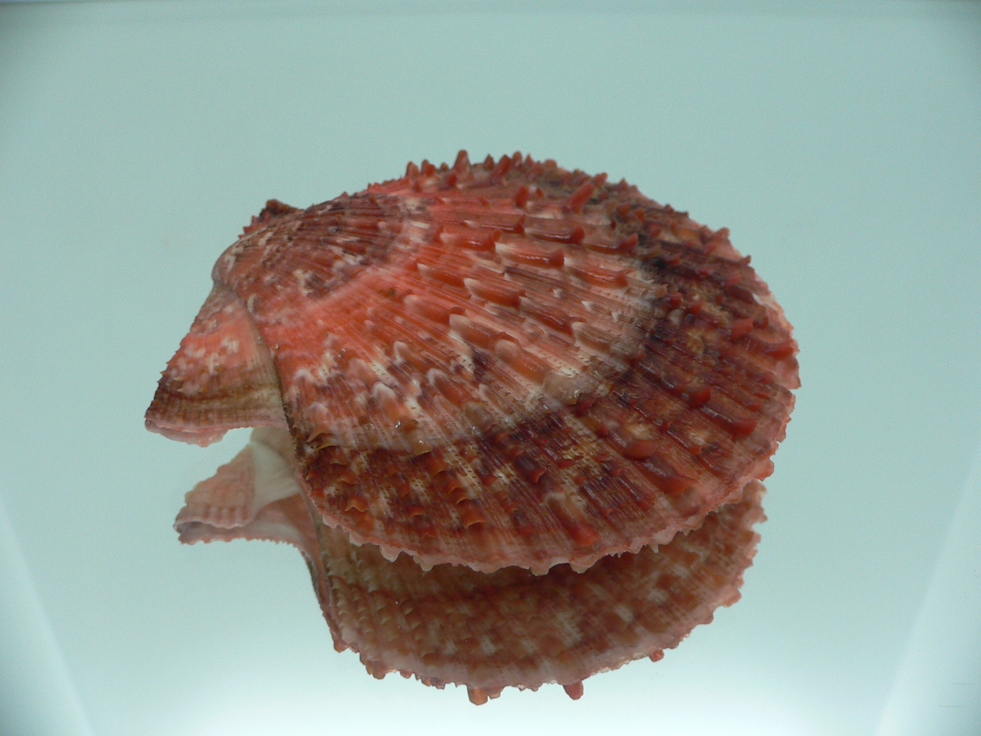 Scaeochlamys farreri DARK COLORS