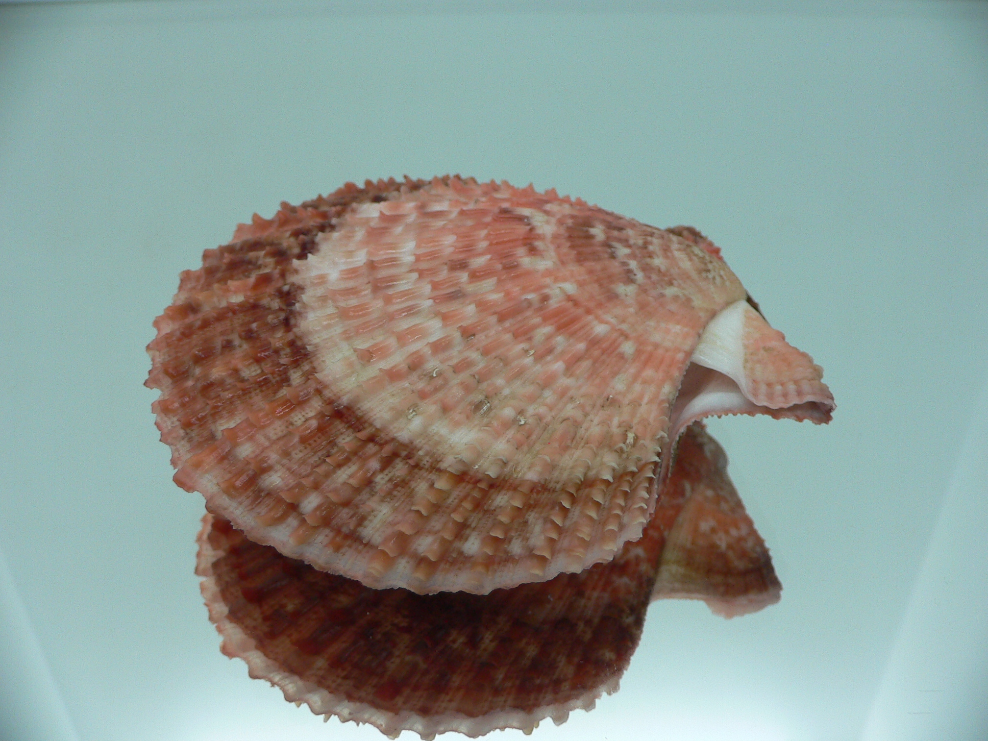 Scaeochlamys farreri DARK COLORS