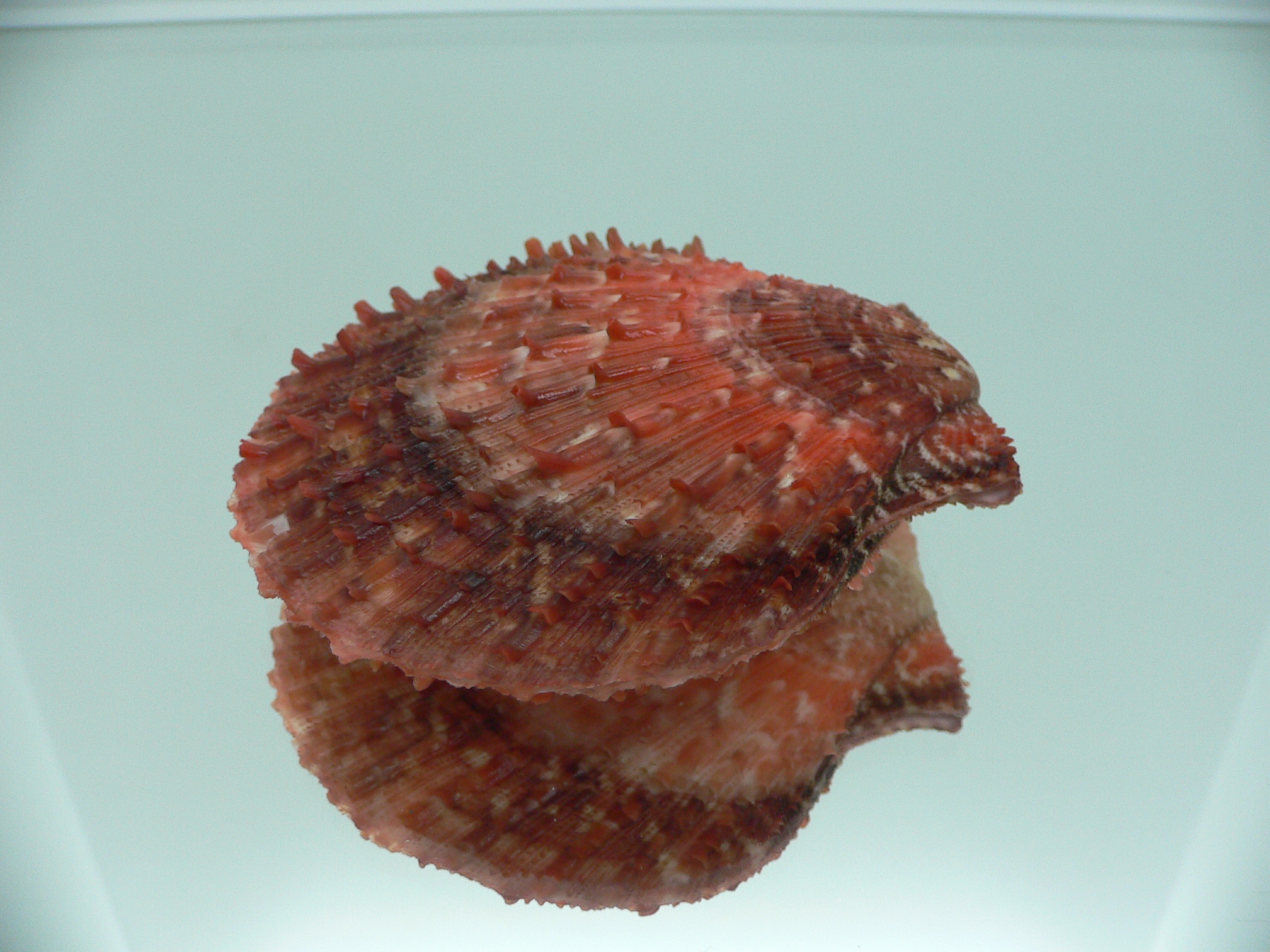 Scaeochlamys farreri DARK COLORS