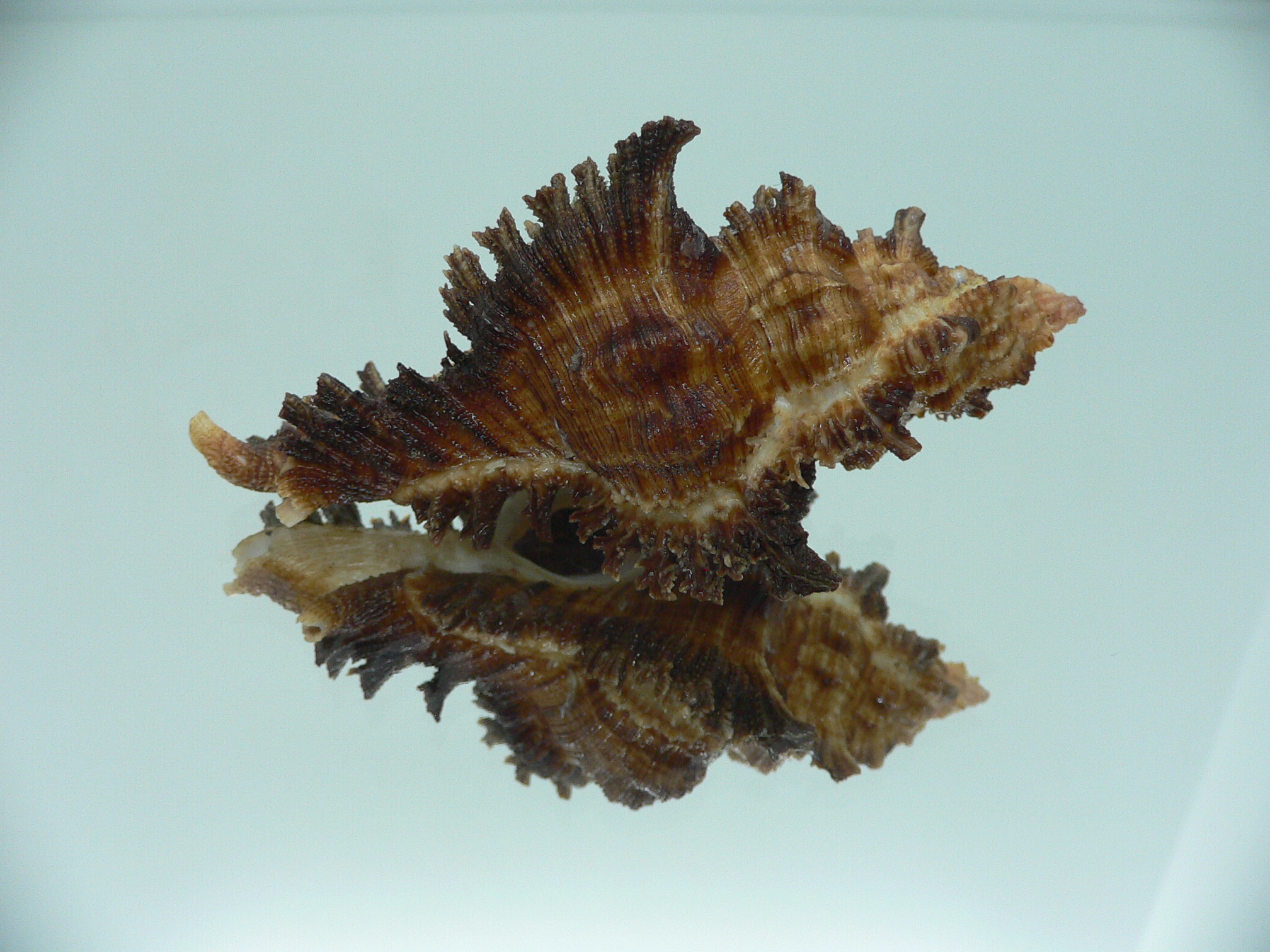 Chicoreus bourguignati (Fresh dead)