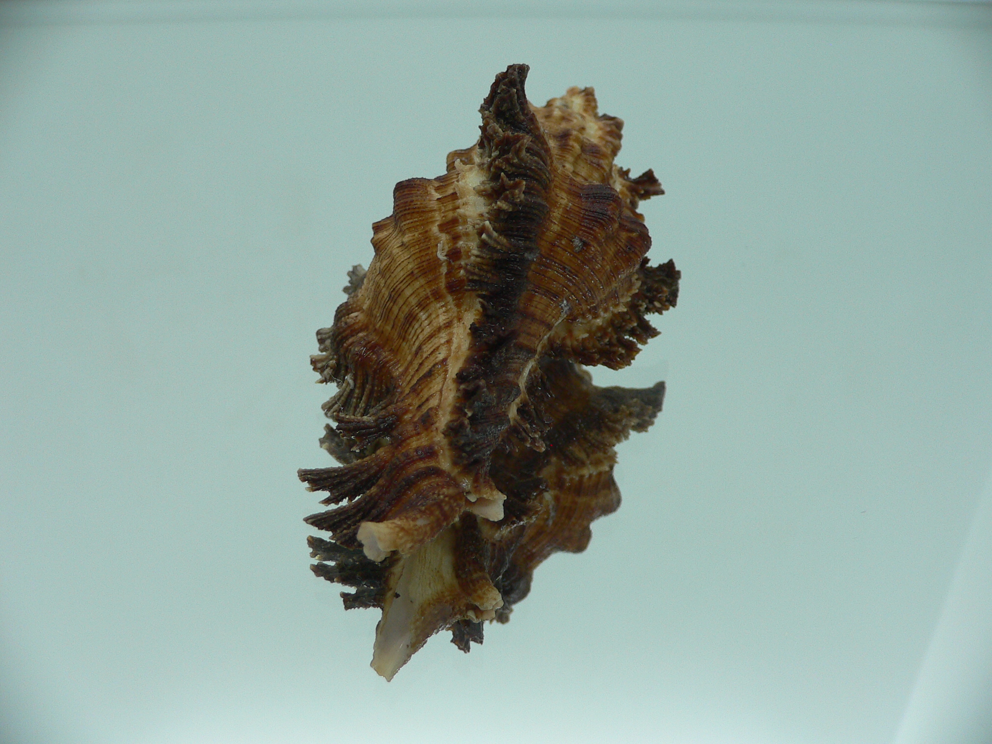 Chicoreus bourguignati (Fresh dead)