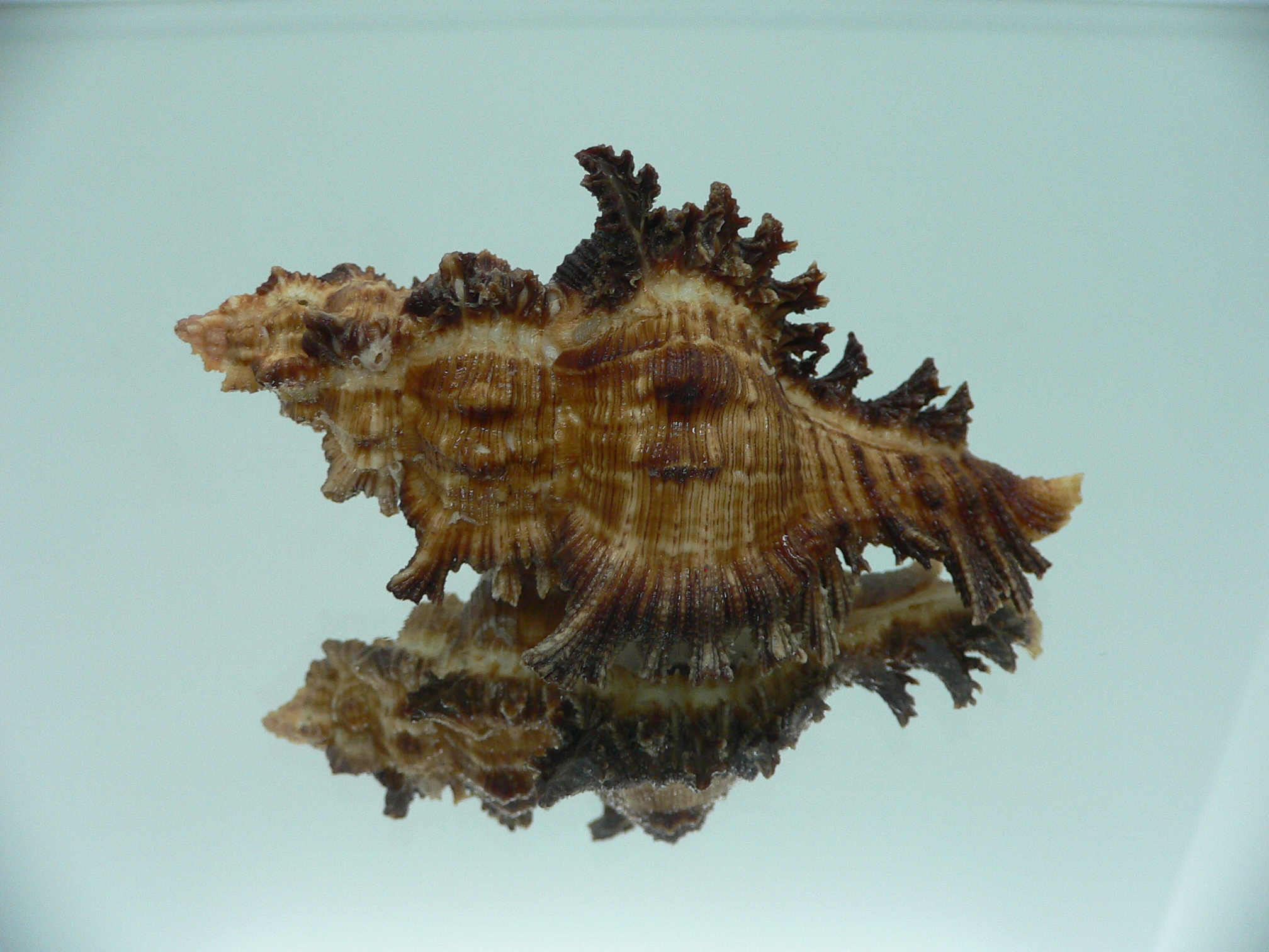 Chicoreus bourguignati (Fresh dead)