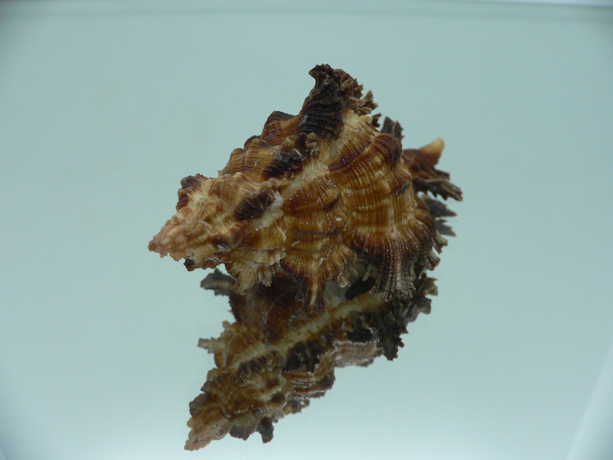 Chicoreus bourguignati (Fresh dead)