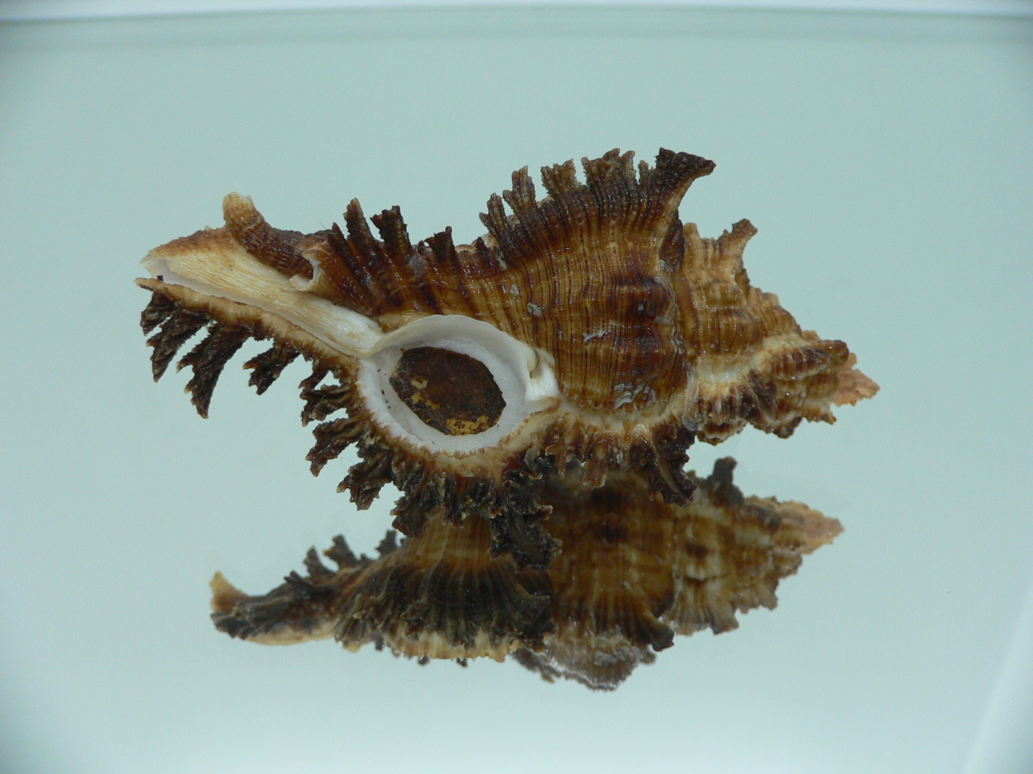 Chicoreus bourguignati (Fresh dead)