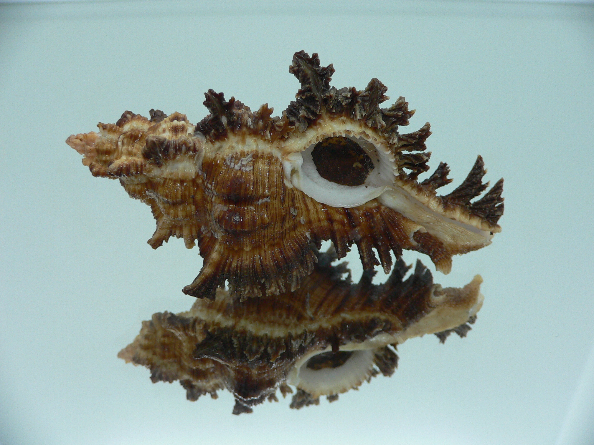 Chicoreus bourguignati (Fresh dead)