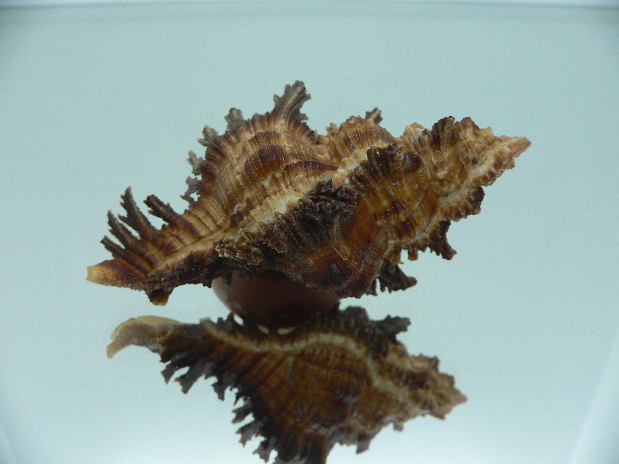 Chicoreus bourguignati (Fresh dead)