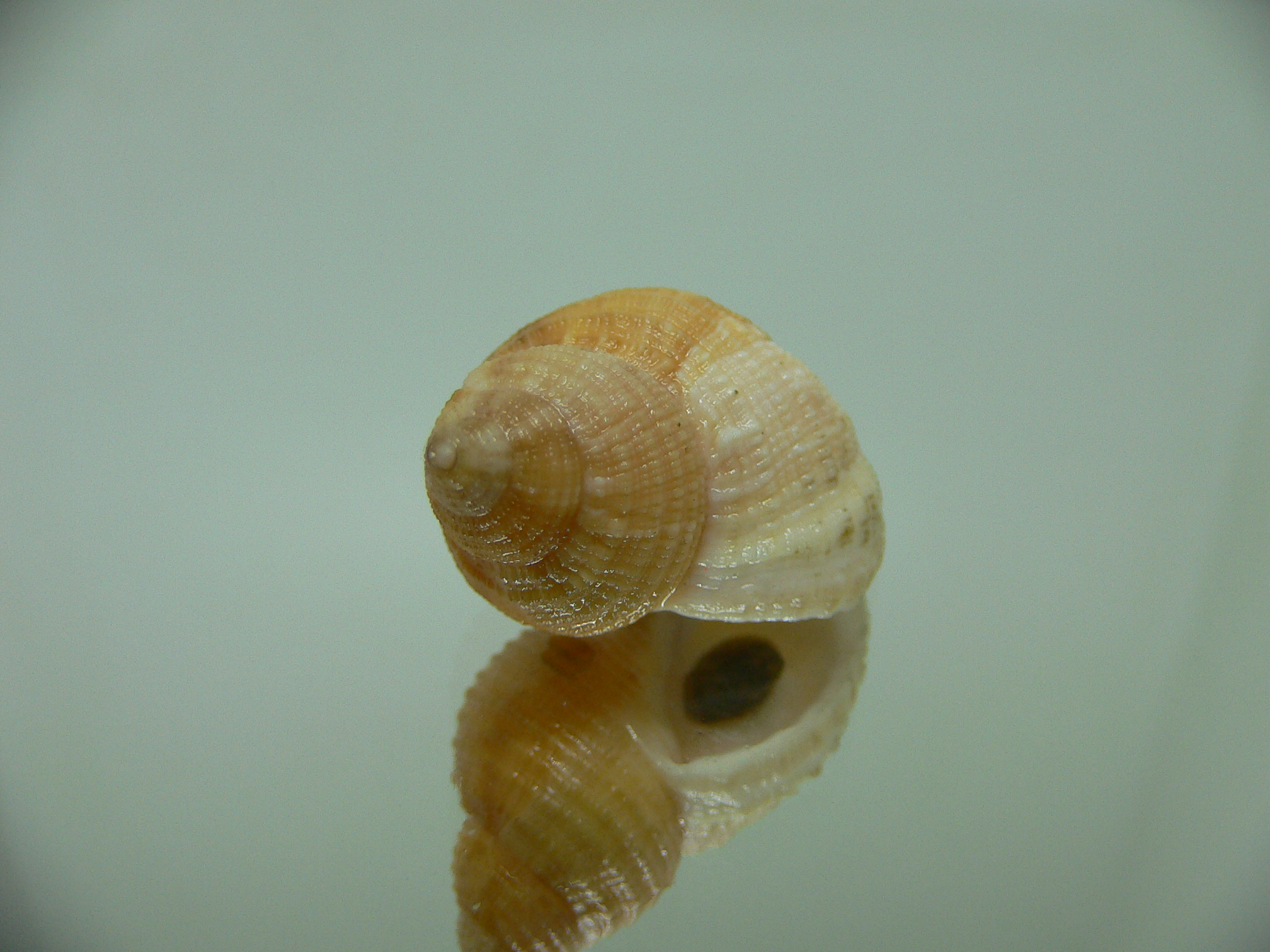 Buccinum yokomaruae APRICOT