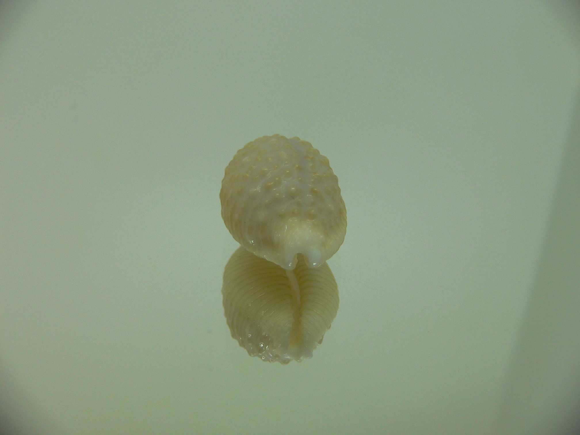 Cypraea nucleus SUPER