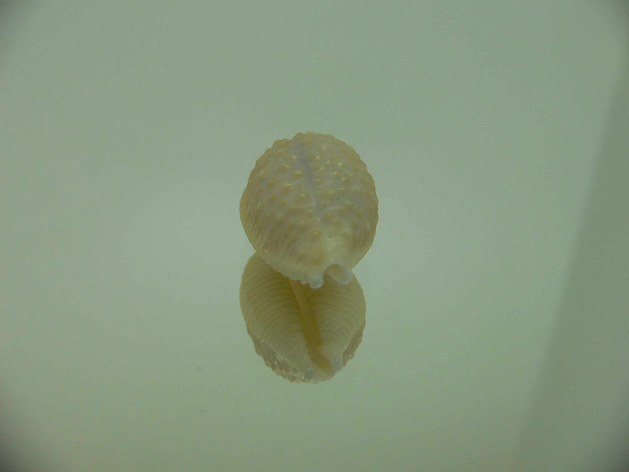 Cypraea nucleus SUPER