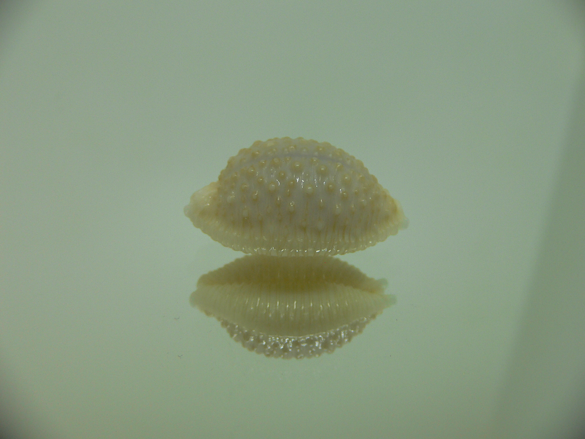 Cypraea nucleus SUPER
