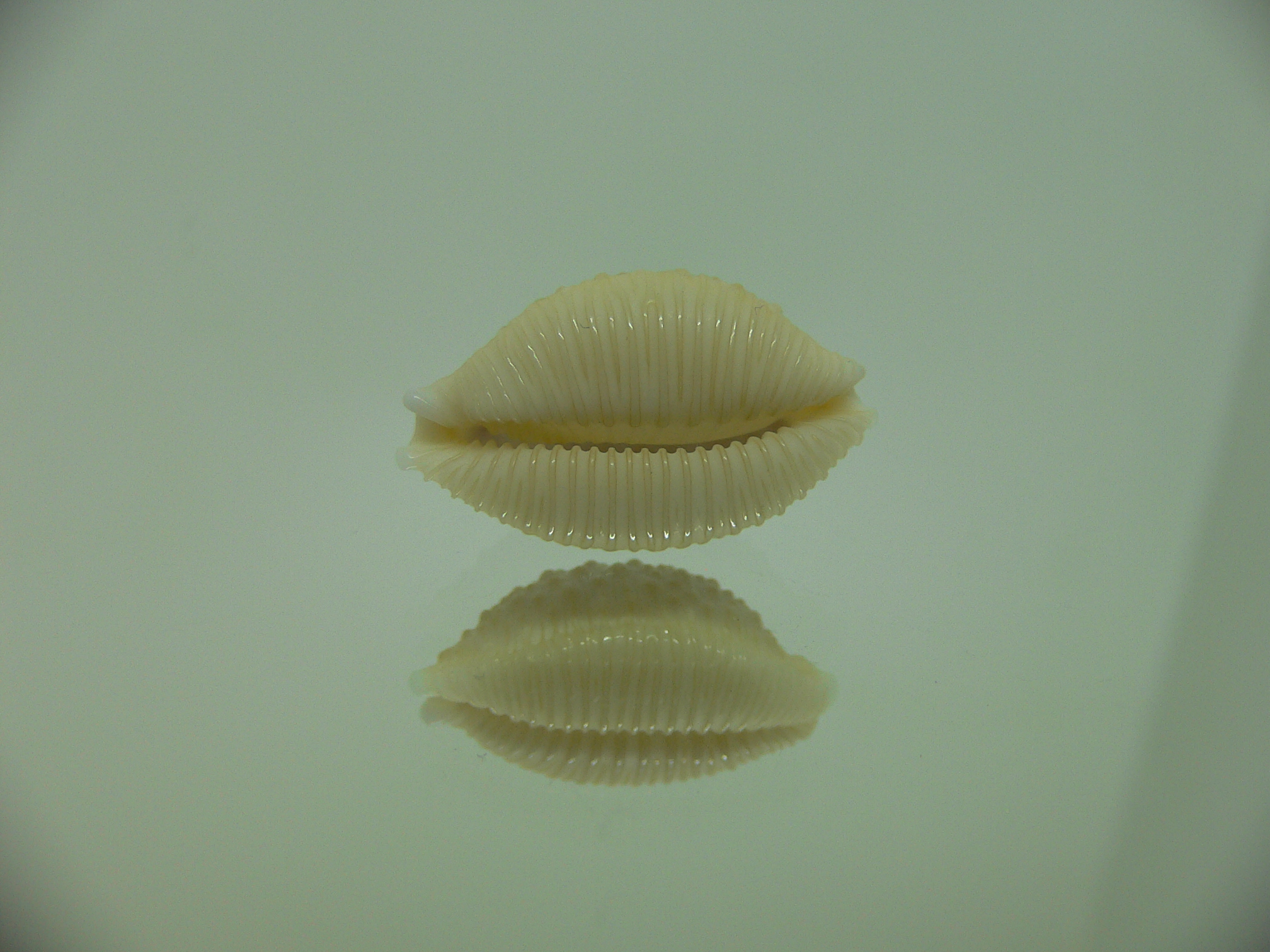 Cypraea nucleus SUPER