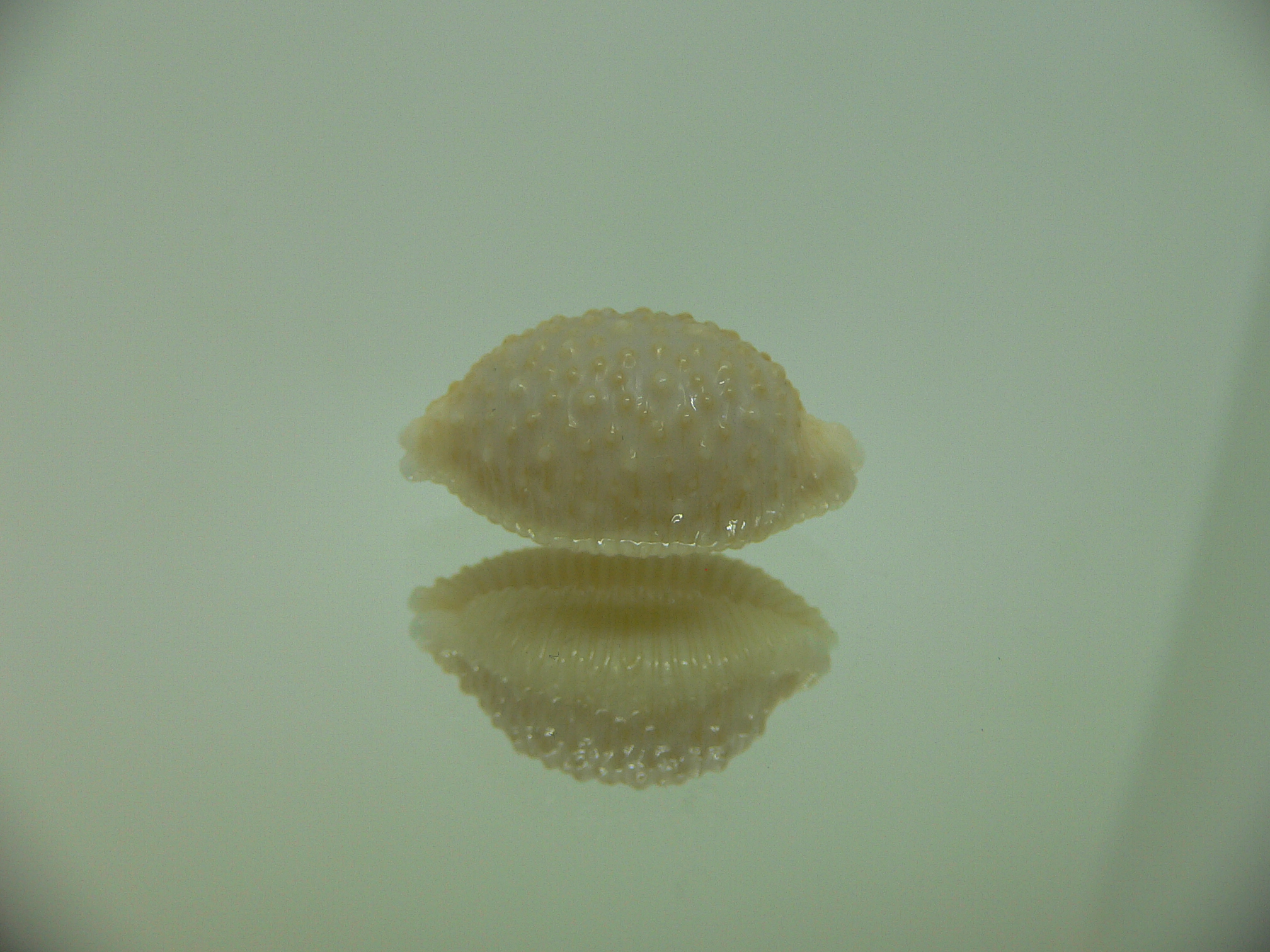 Cypraea nucleus SUPER