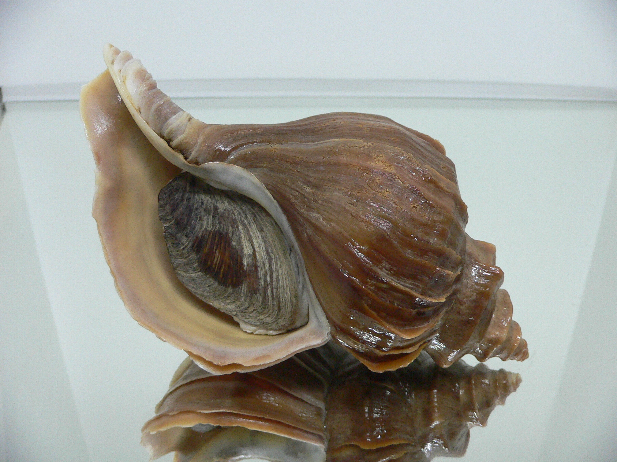 Neptunea polycostata polycostata ELONGATE & LILAC LIP