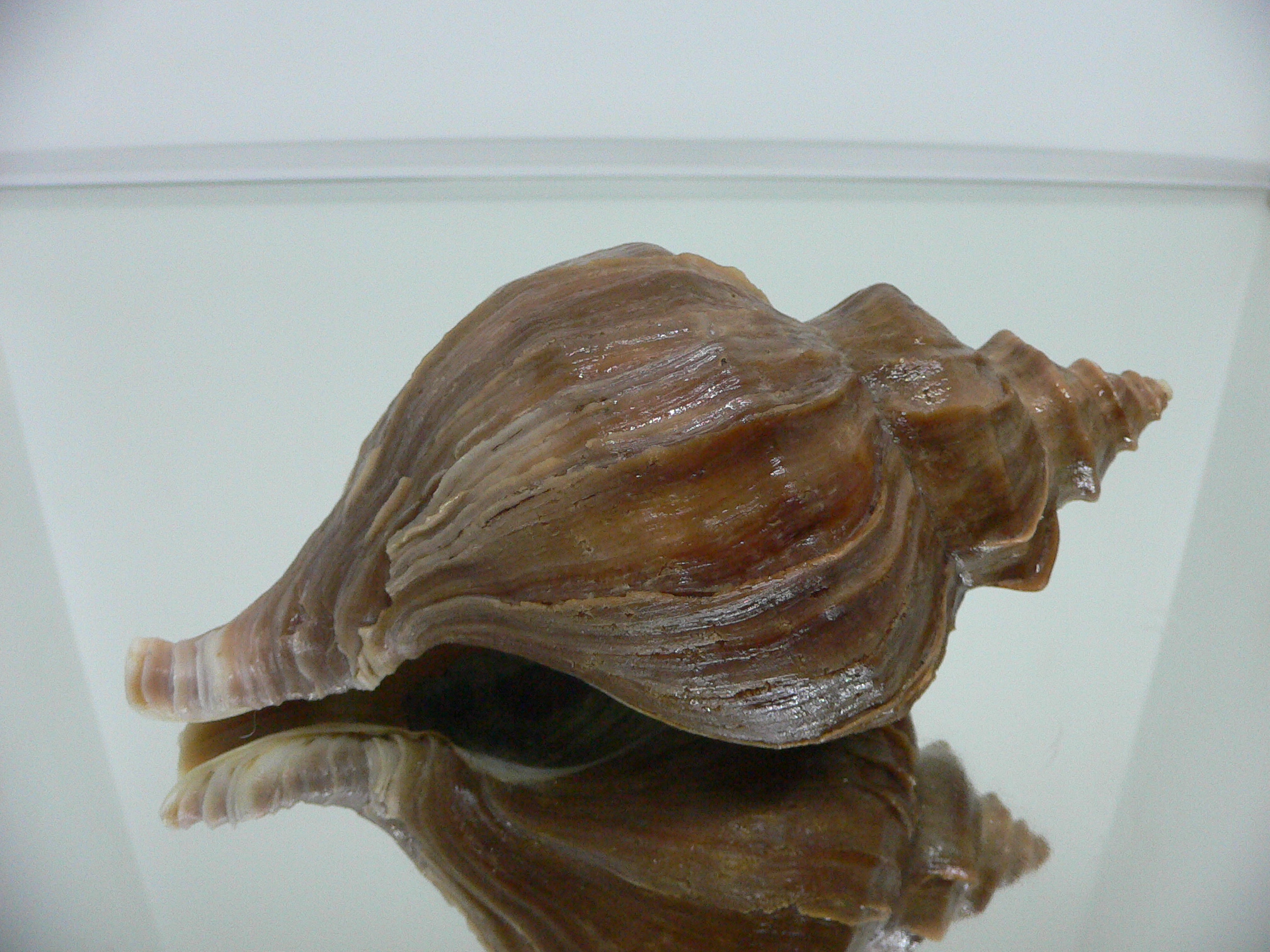 Neptunea polycostata polycostata ELONGATE & LILAC LIP