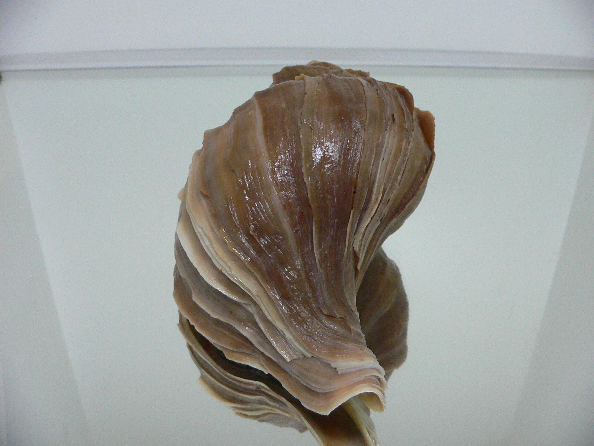 Neptunea polycostata polycostata ELONGATE & LILAC LIP