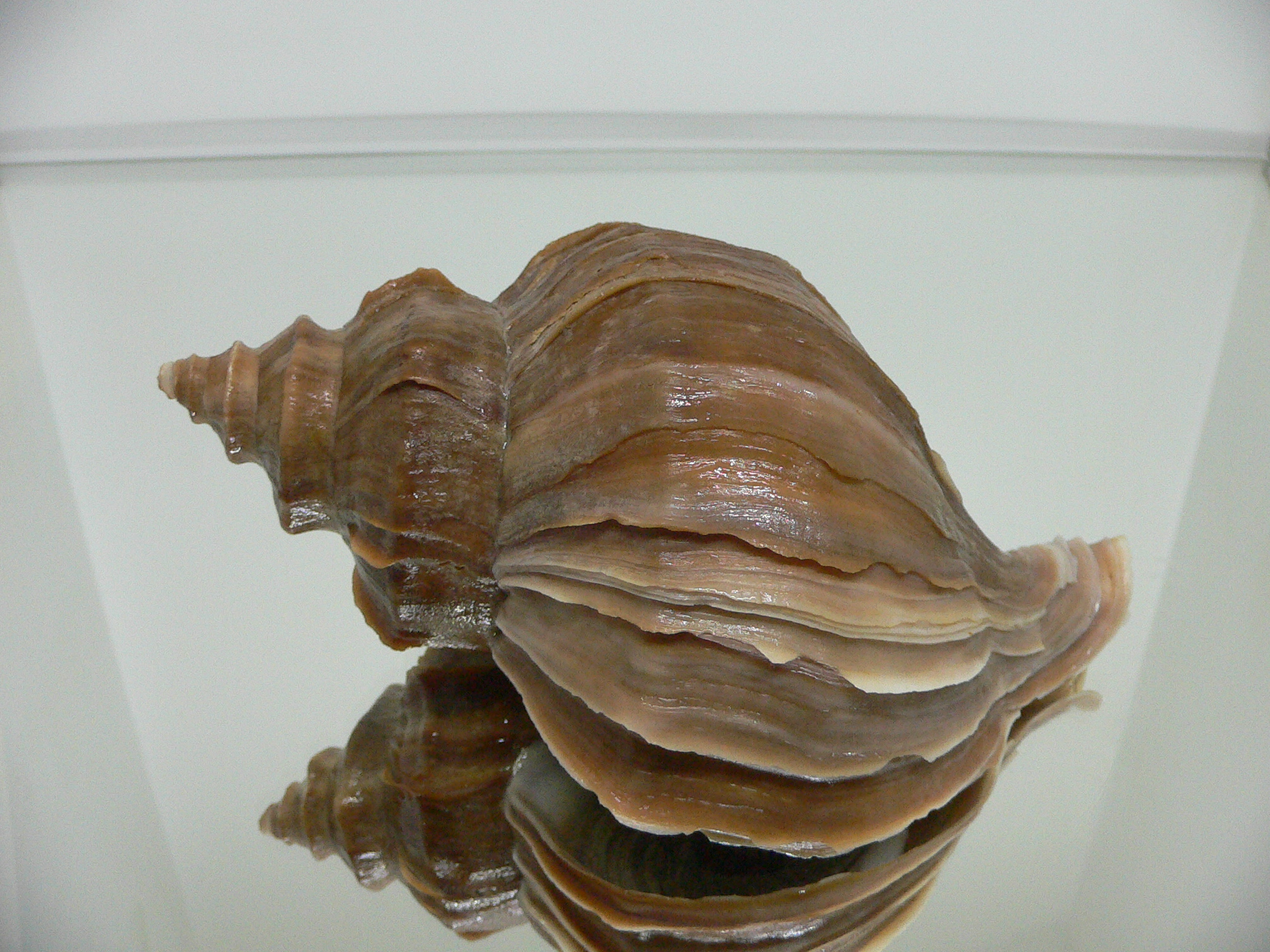 Neptunea polycostata polycostata ELONGATE & LILAC LIP