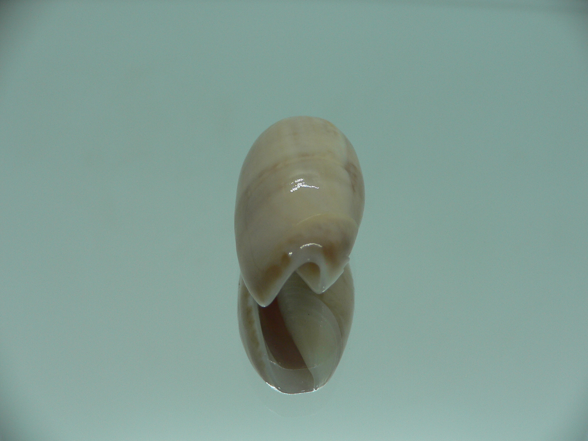 Oliva flammulata + pallida (var.) SUPER