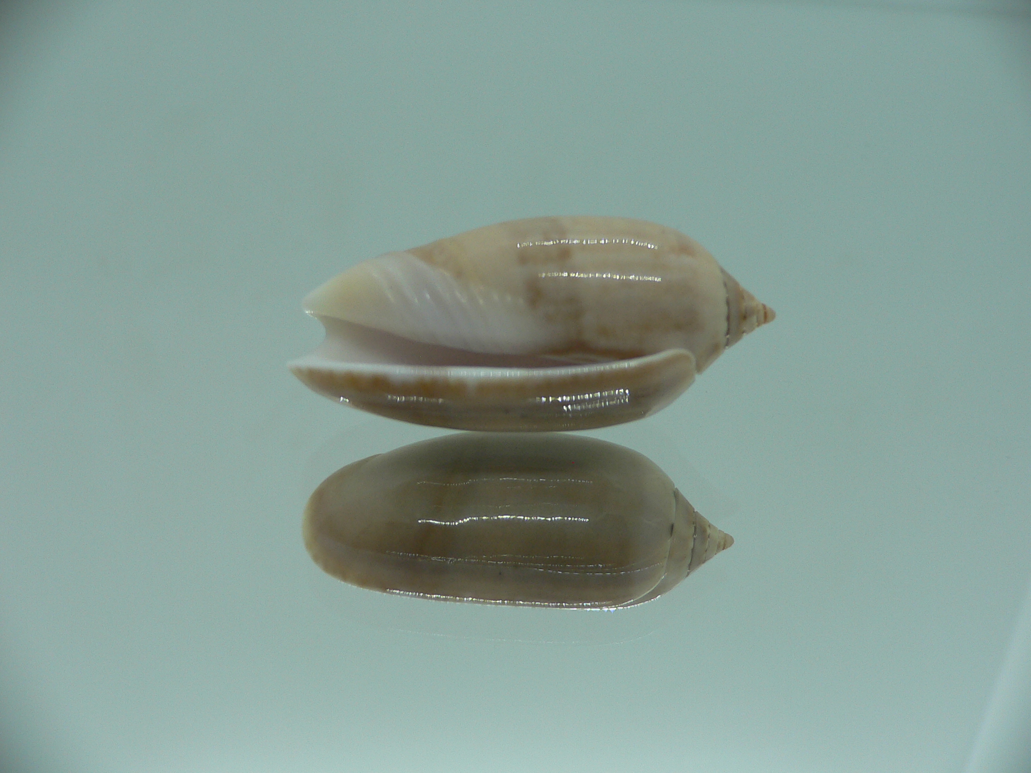 Oliva flammulata + pallida (var.) SUPER