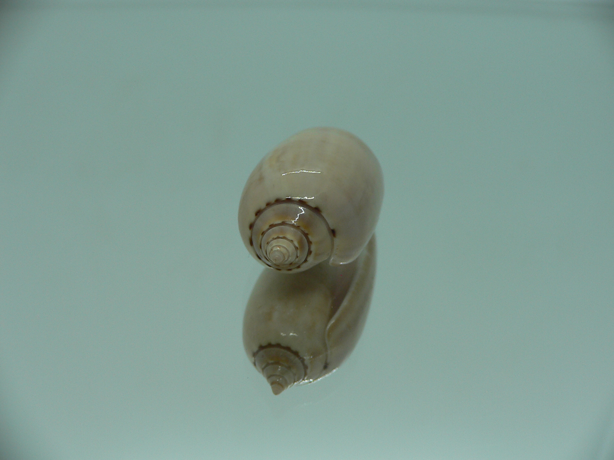 Oliva flammulata + pallida (var.) SUPER