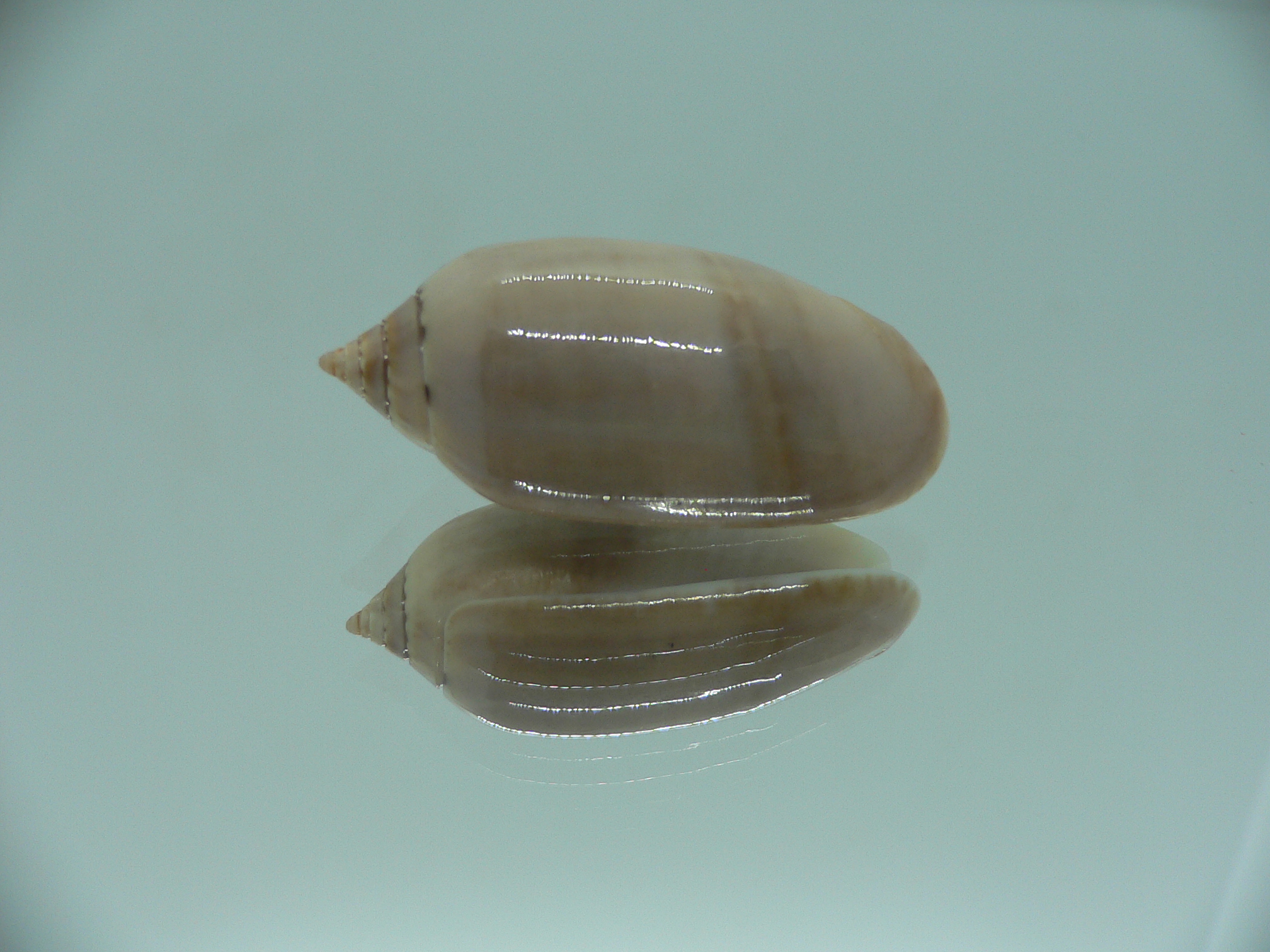 Oliva flammulata + pallida (var.) SUPER