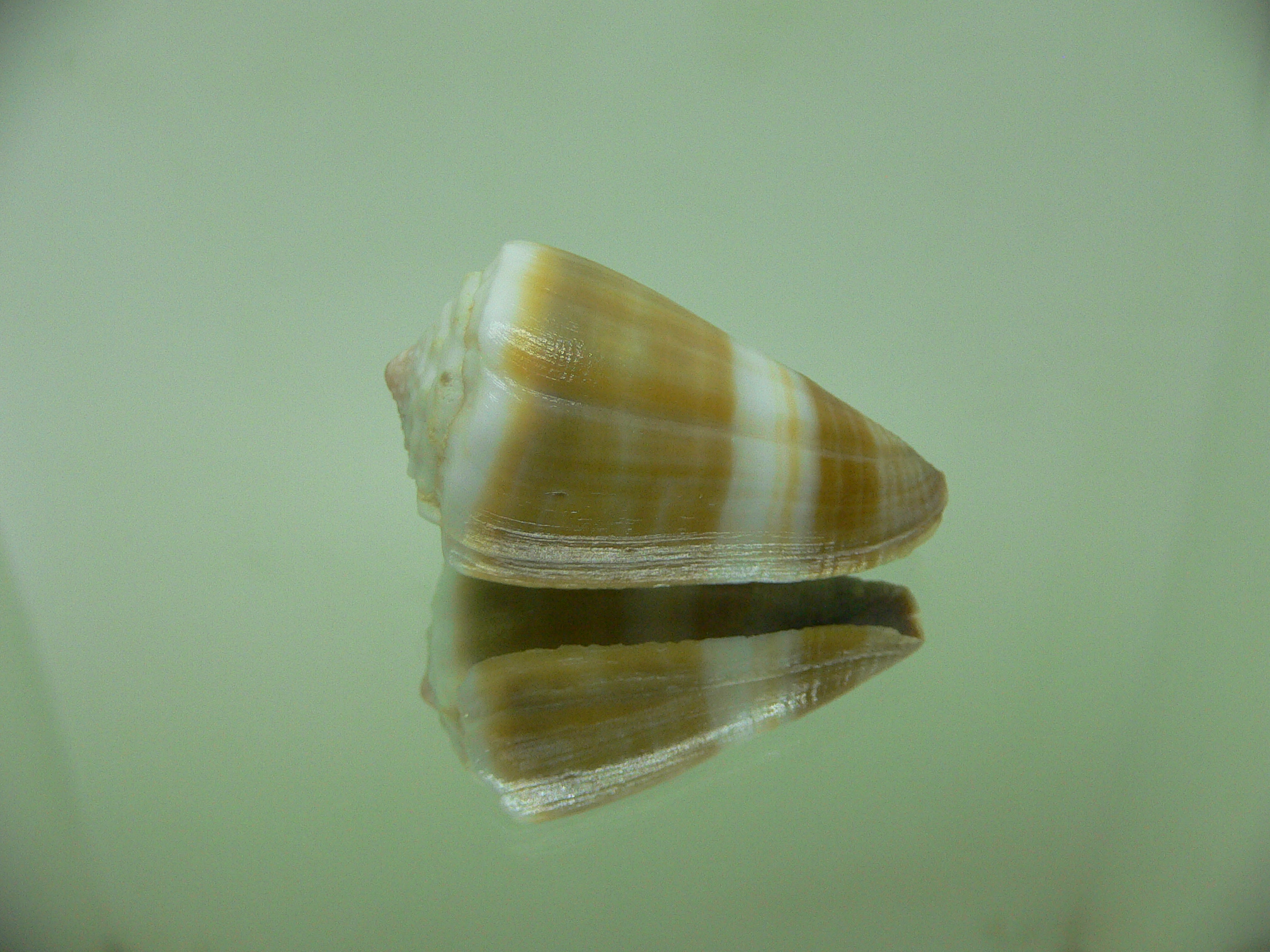 Conus lividus STRIP