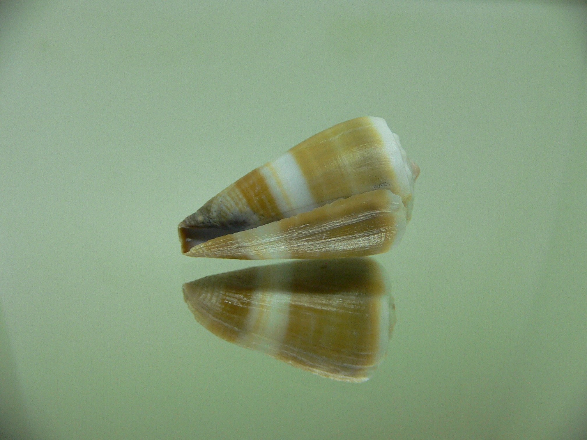 Conus lividus STRIP