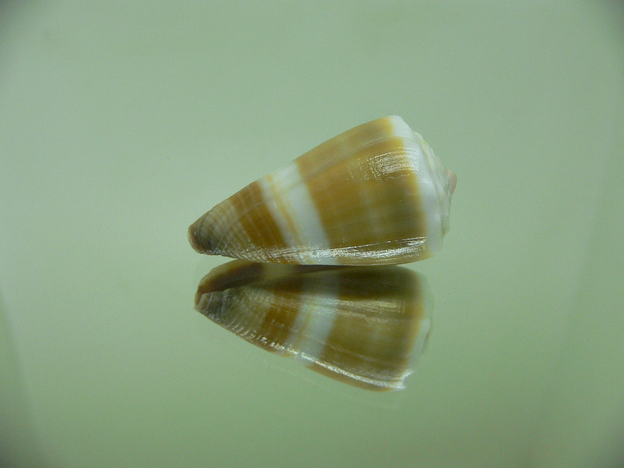 Conus lividus STRIP