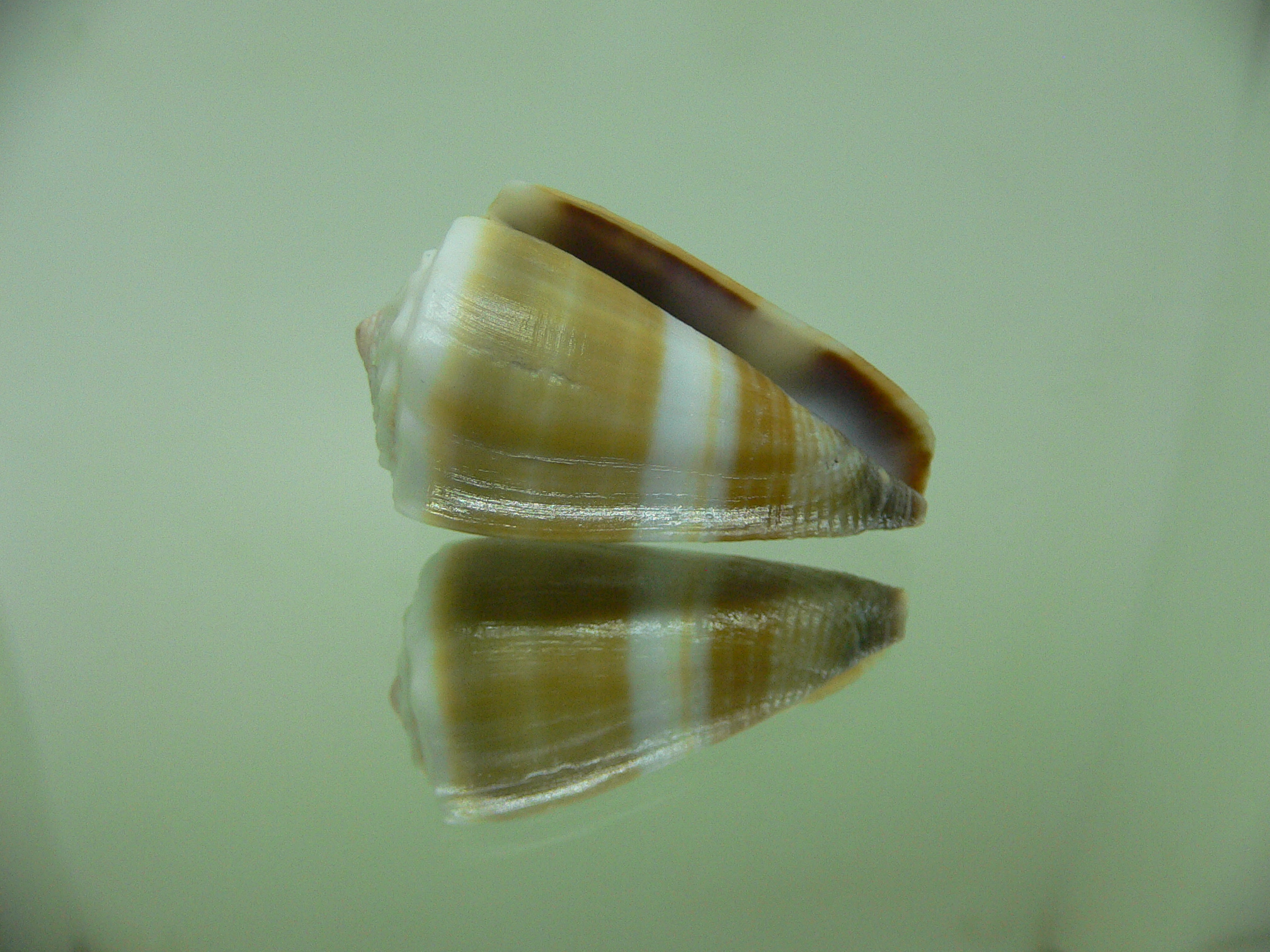 Conus lividus STRIP