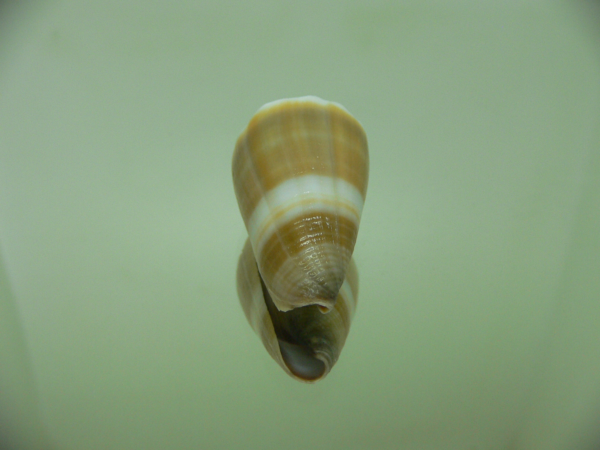 Conus lividus STRIP