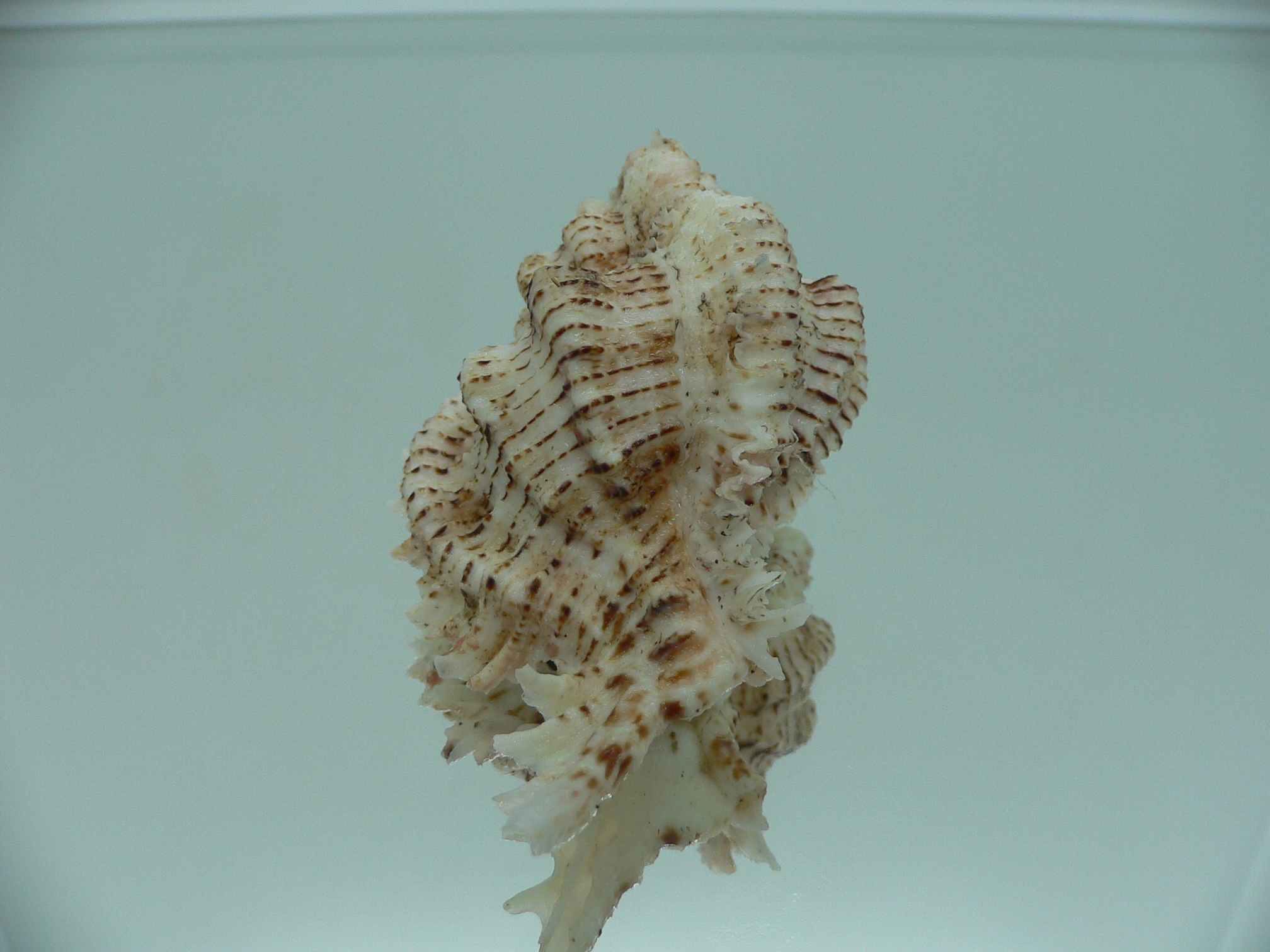 Chicomurex superbus BIG & MOTLEY