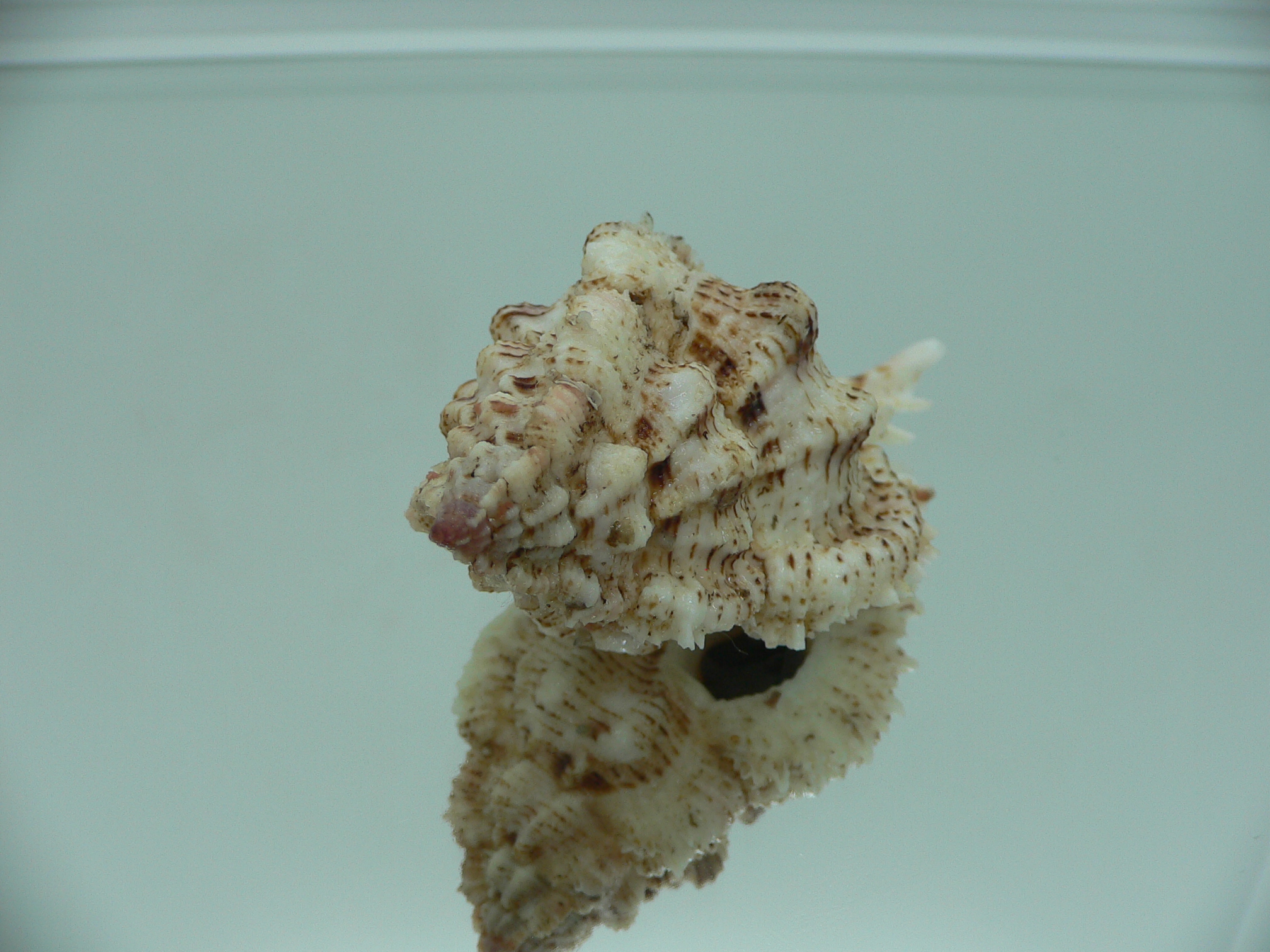 Chicomurex superbus BIG & MOTLEY