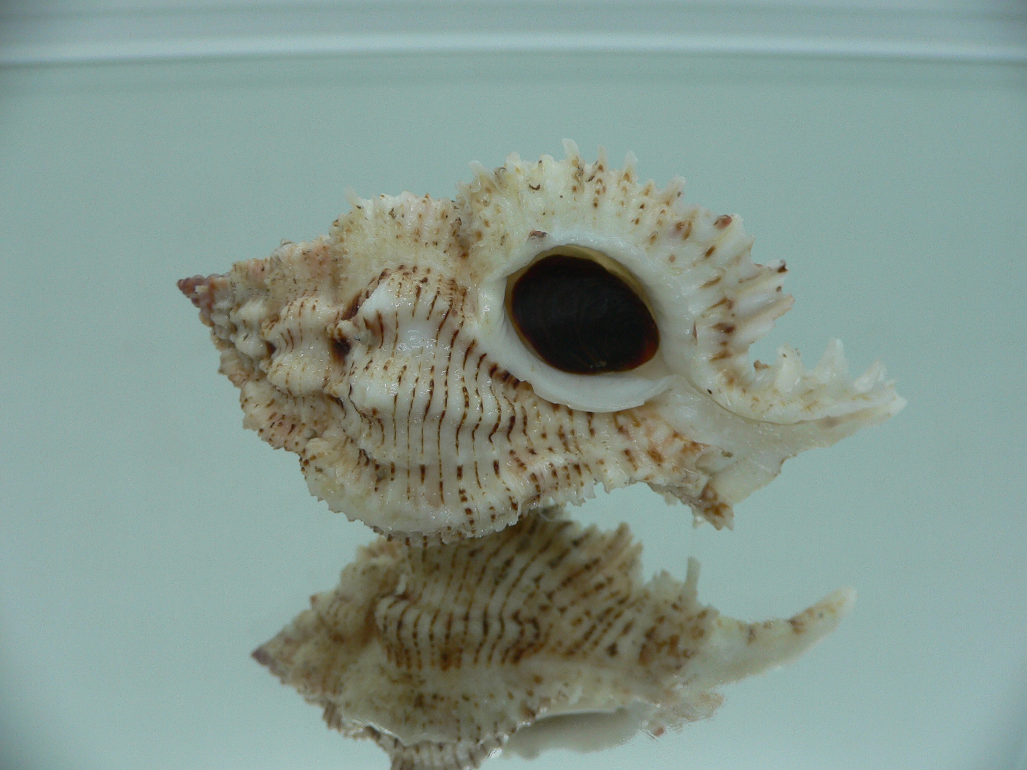 Chicomurex superbus BIG & MOTLEY