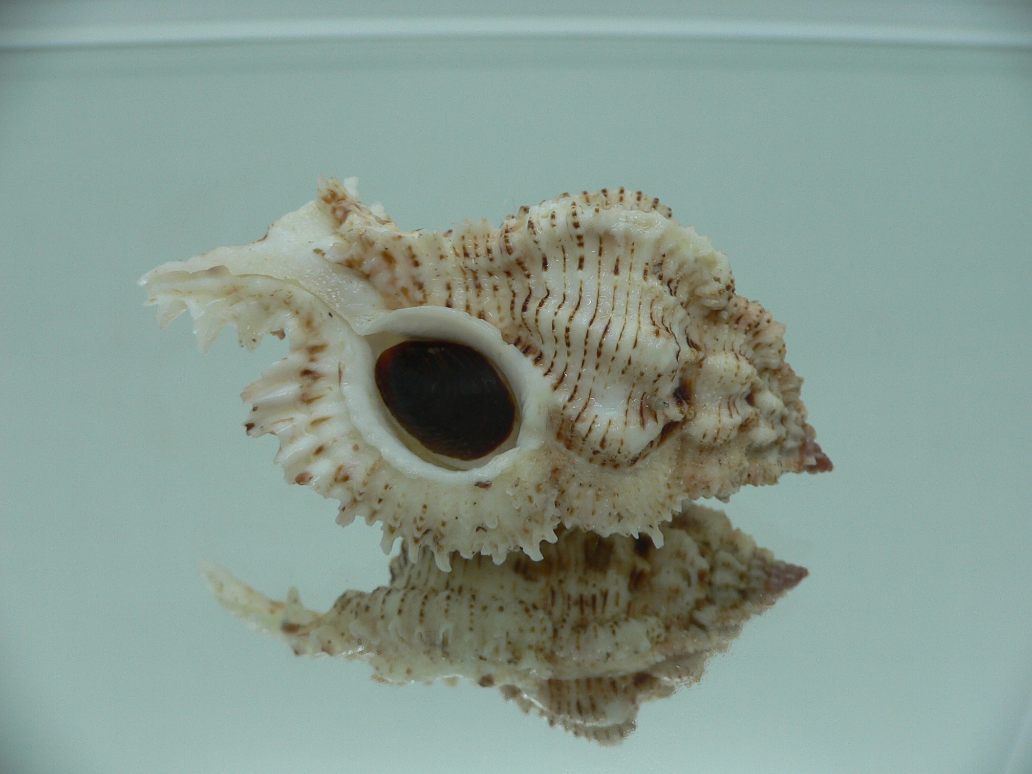 Chicomurex superbus BIG & MOTLEY