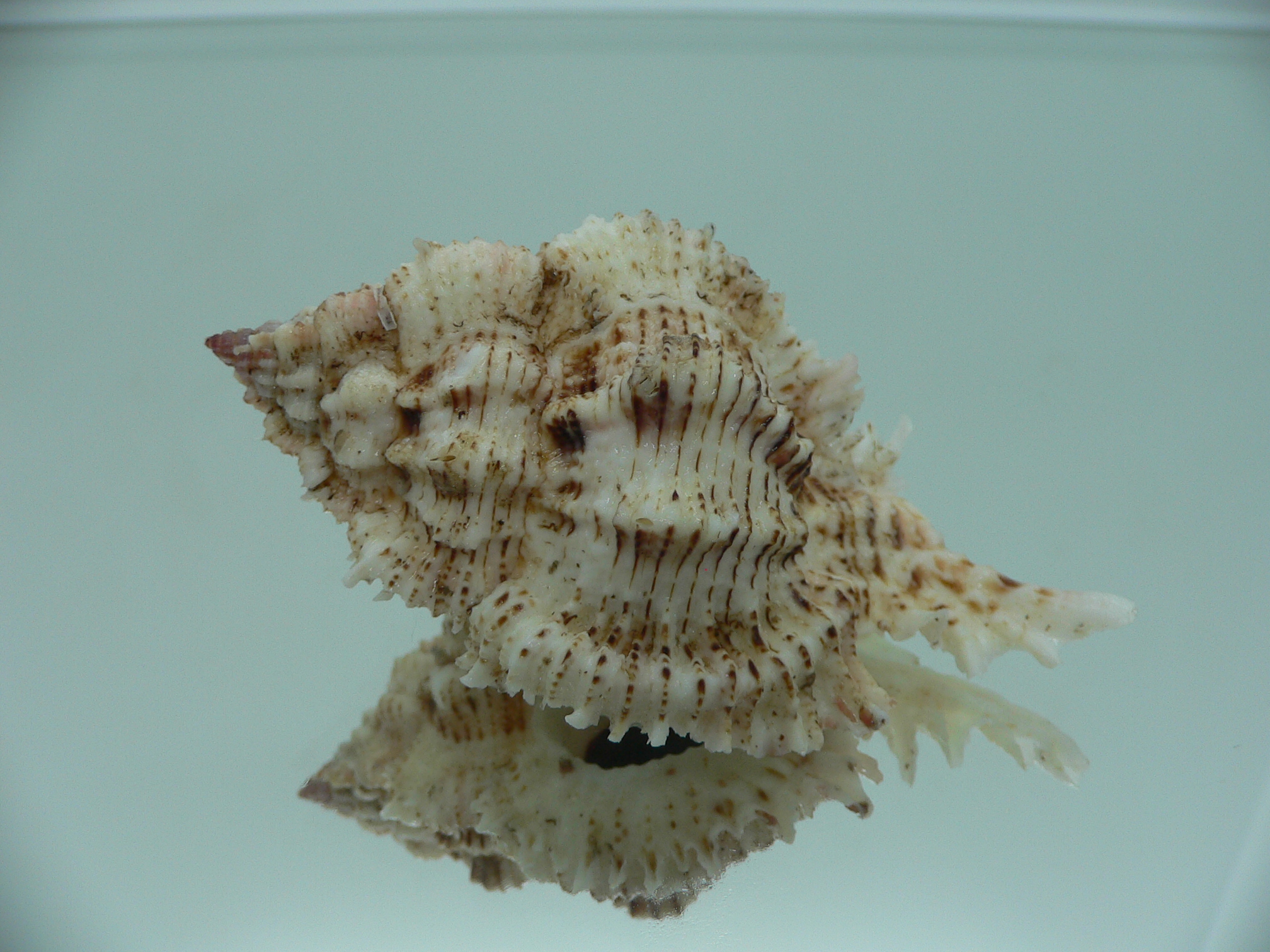 Chicomurex superbus BIG & MOTLEY