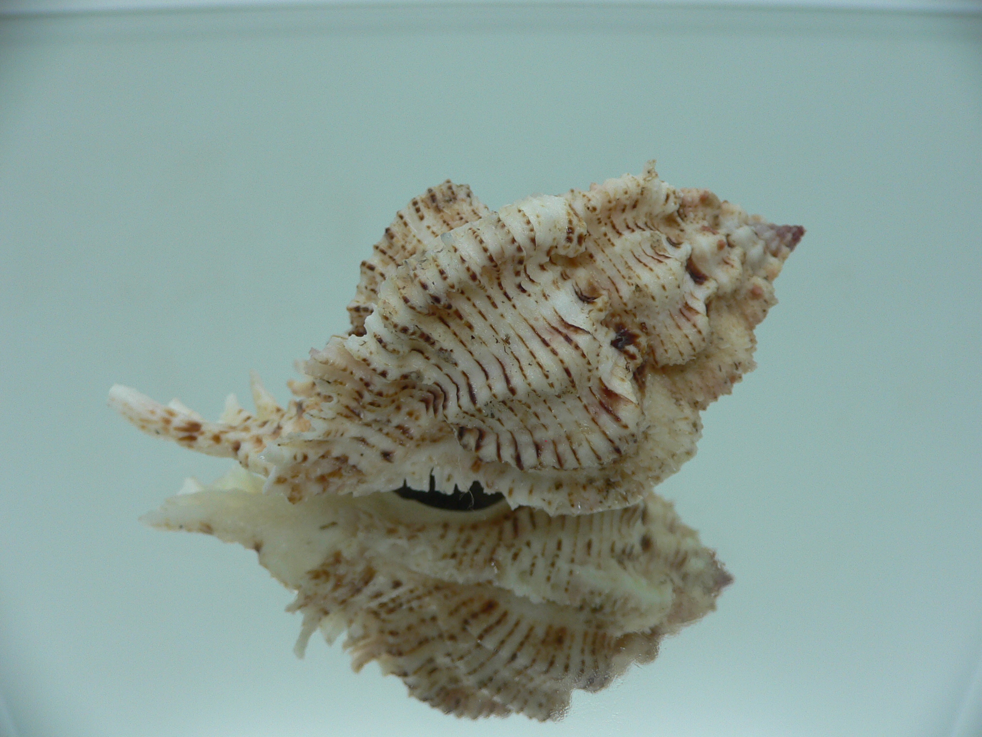 Chicomurex superbus BIG & MOTLEY