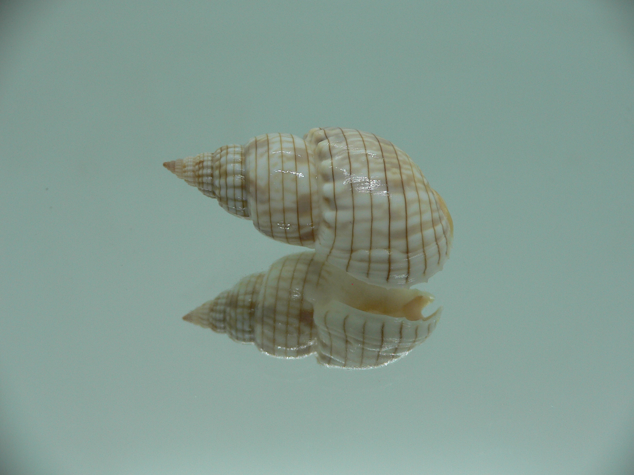 Nassarius glans BEAUTIFUL