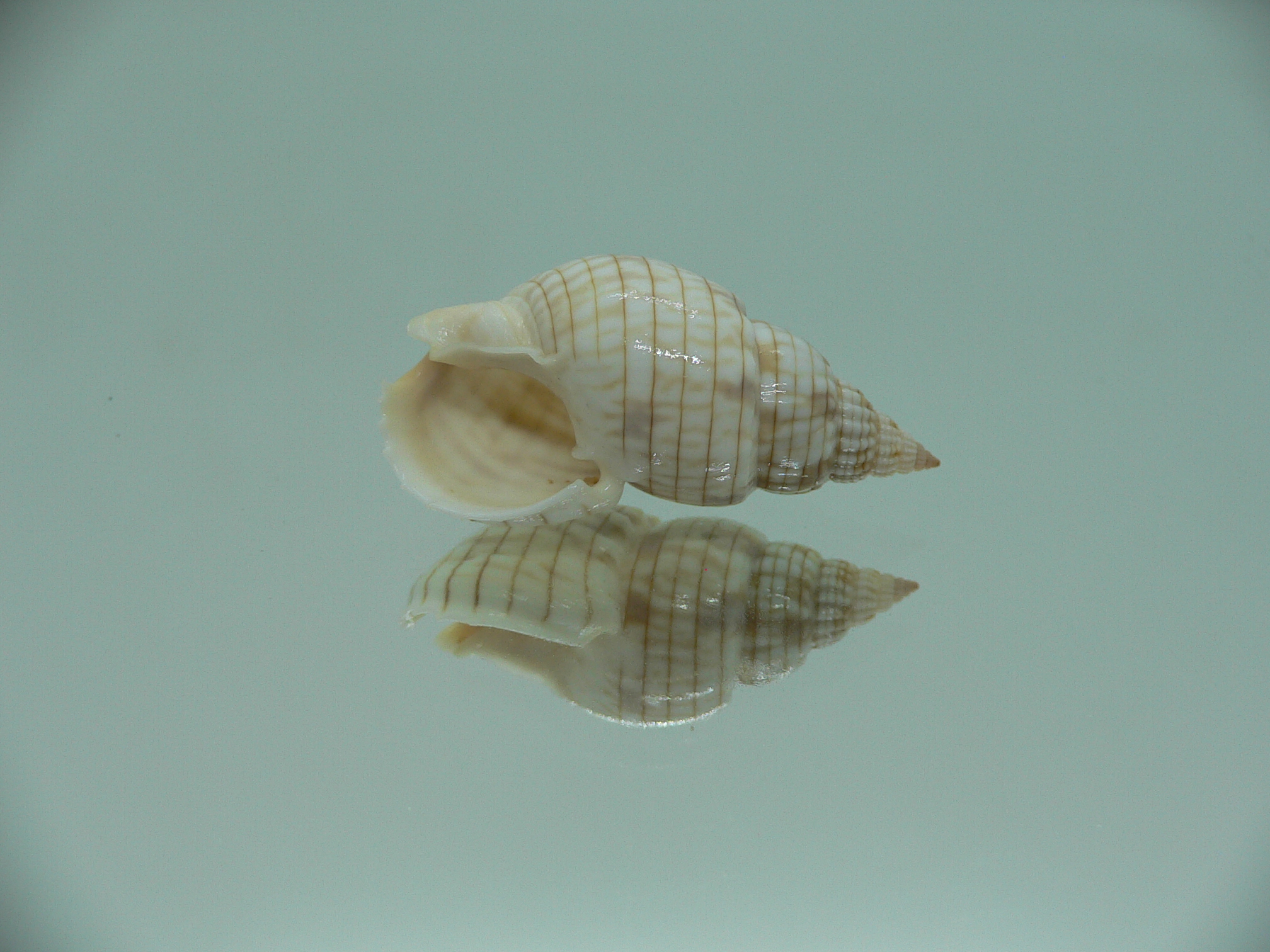 Nassarius glans BEAUTIFUL