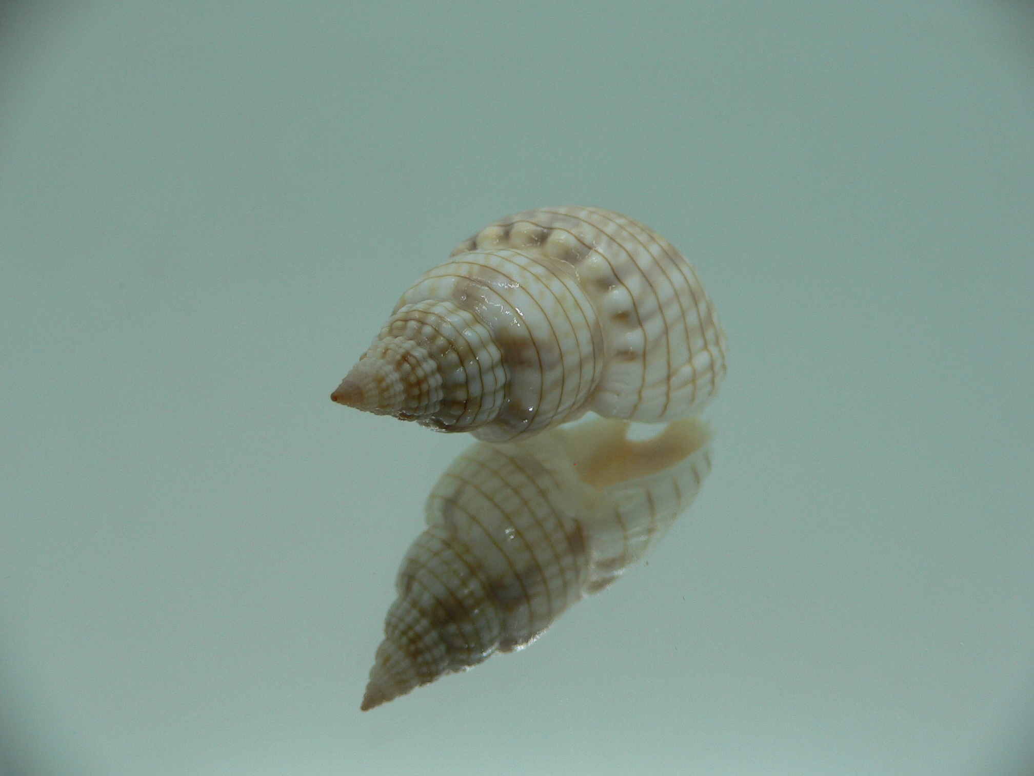 Nassarius glans BEAUTIFUL
