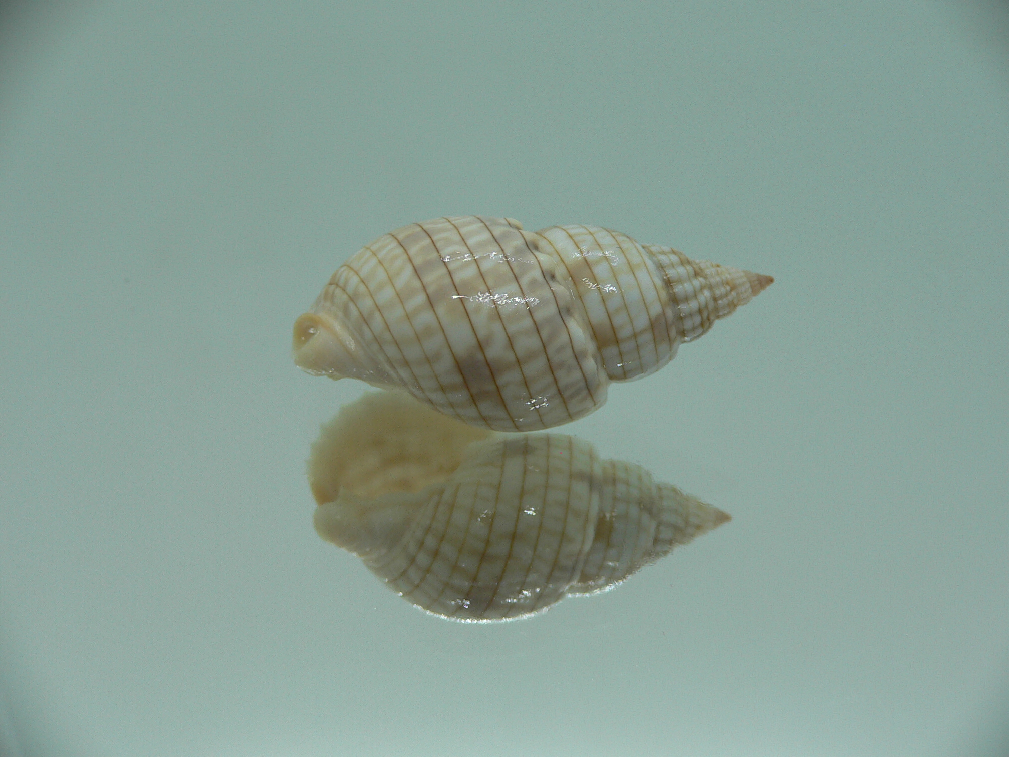 Nassarius glans BEAUTIFUL