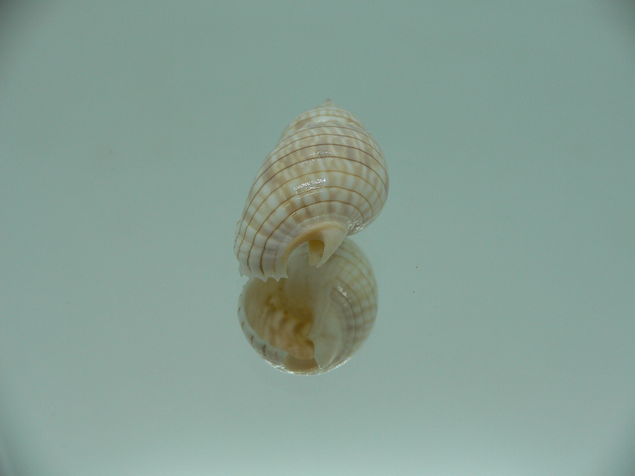 Nassarius glans BEAUTIFUL