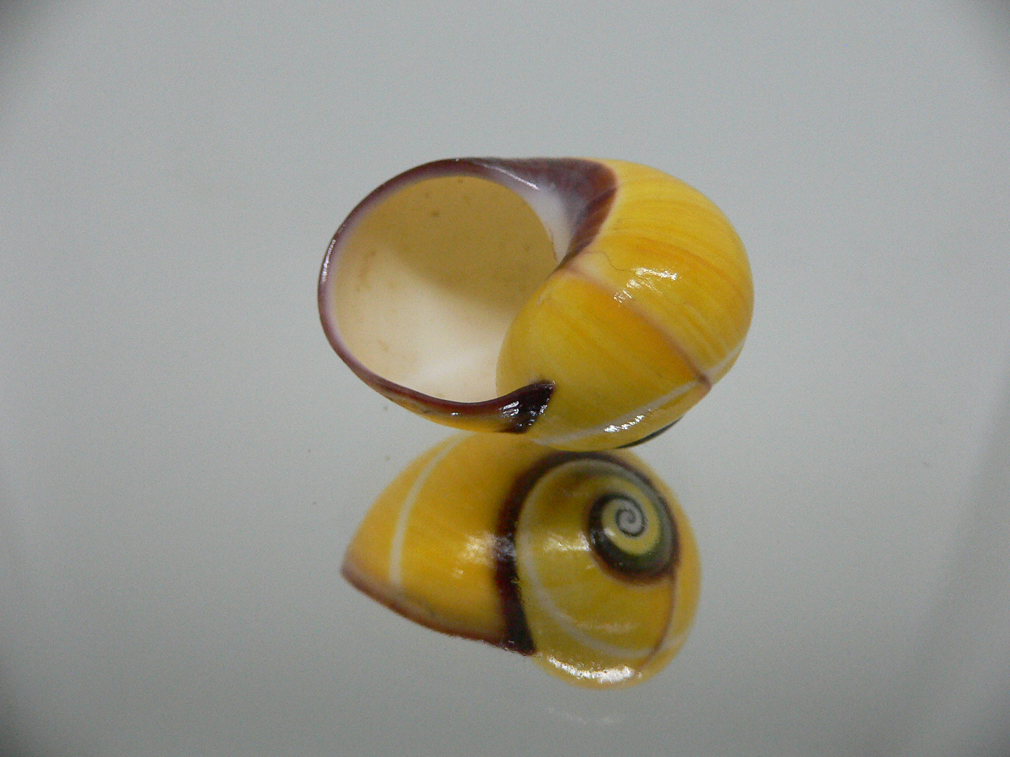 Polymita picta nigrolimbata RARE